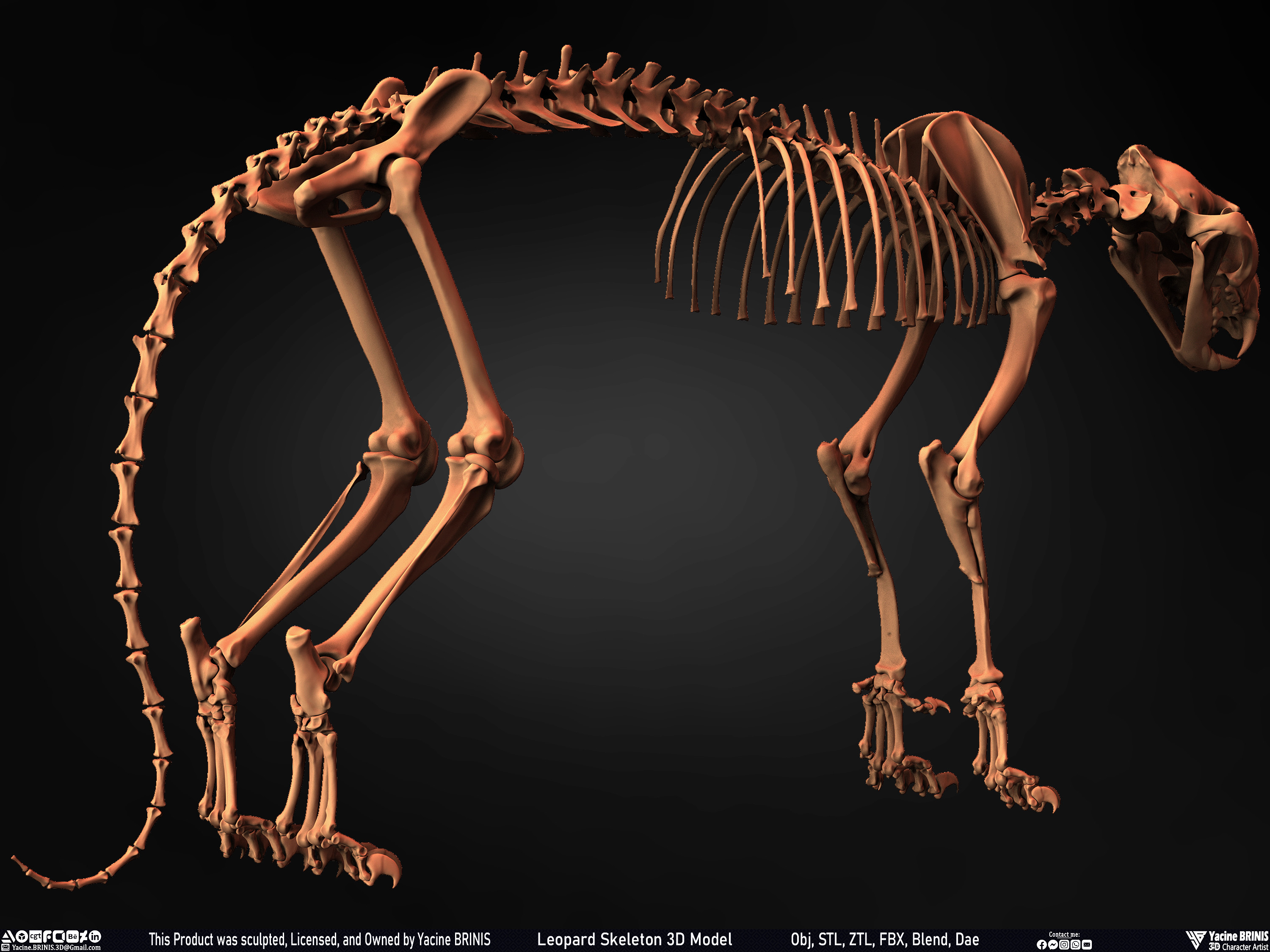 Leopard Skeleton 3D Model Sculpted By Yacine BRINIS 015