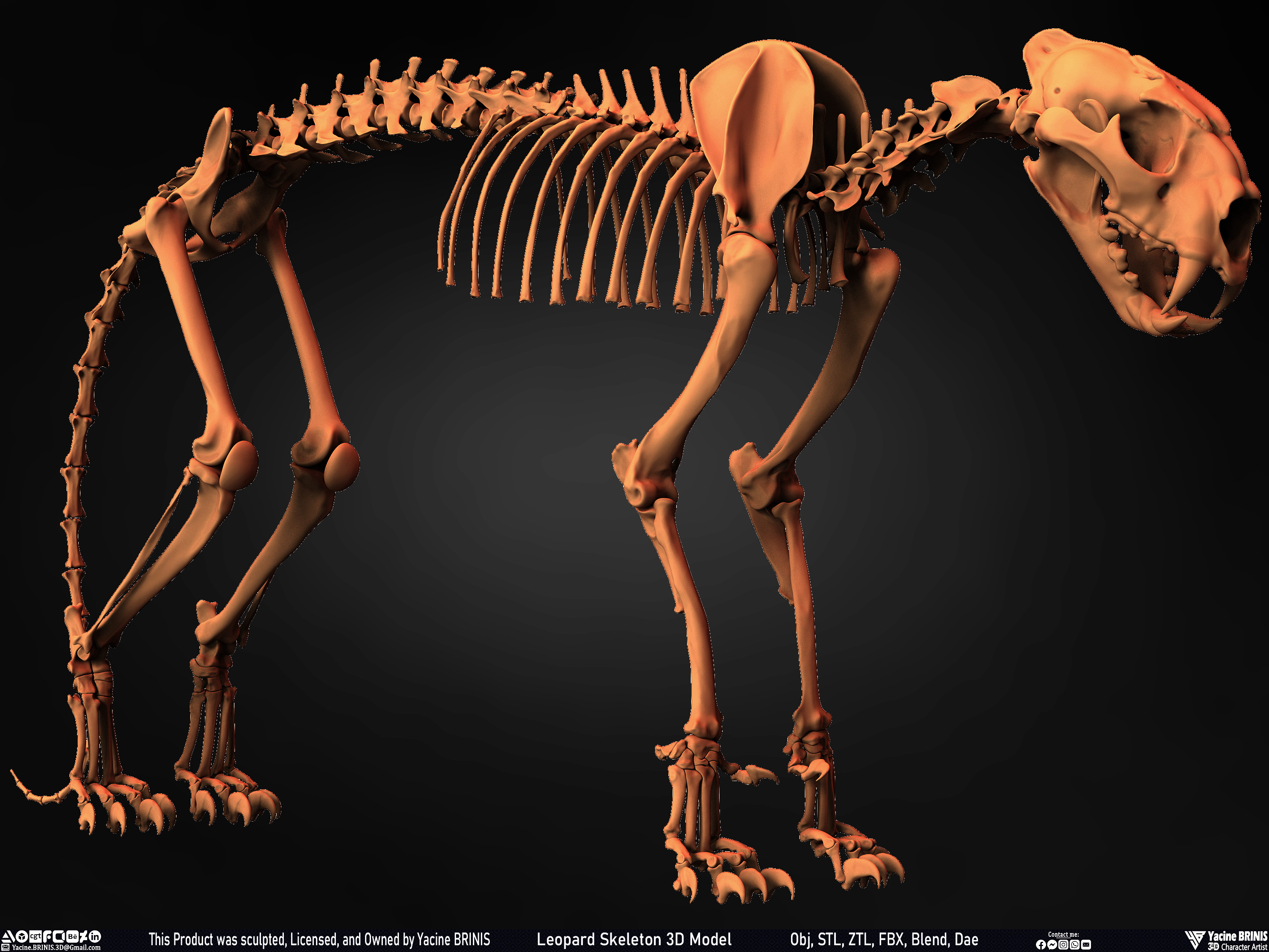 Leopard Skeleton 3D Model Sculpted By Yacine BRINIS 018