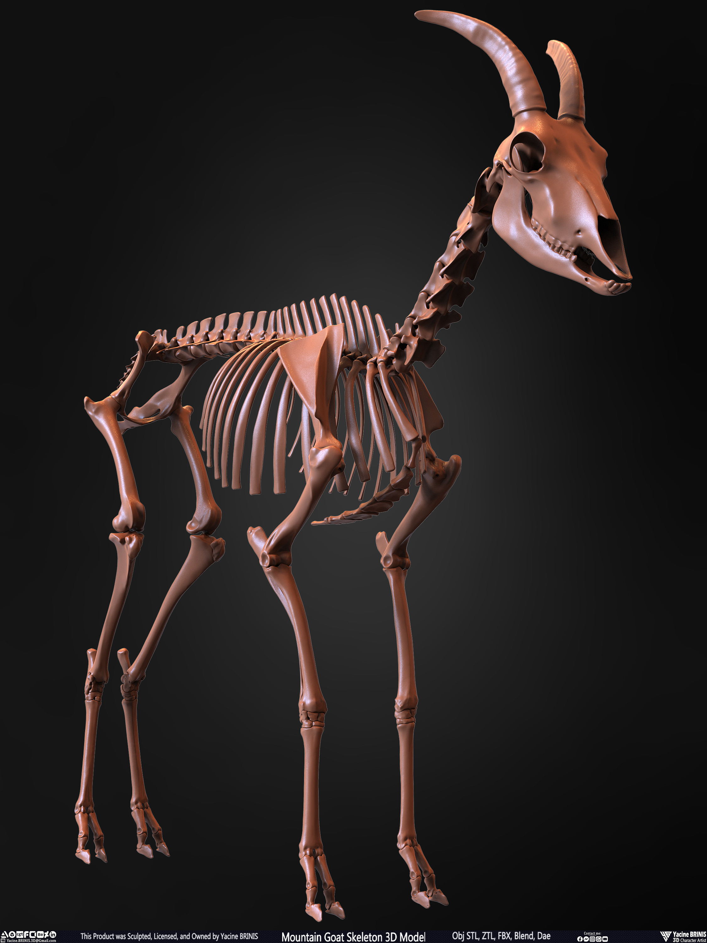 Mountain Goat Skeleton 3D Model Sculpted by Yacine BRINIS Set 001