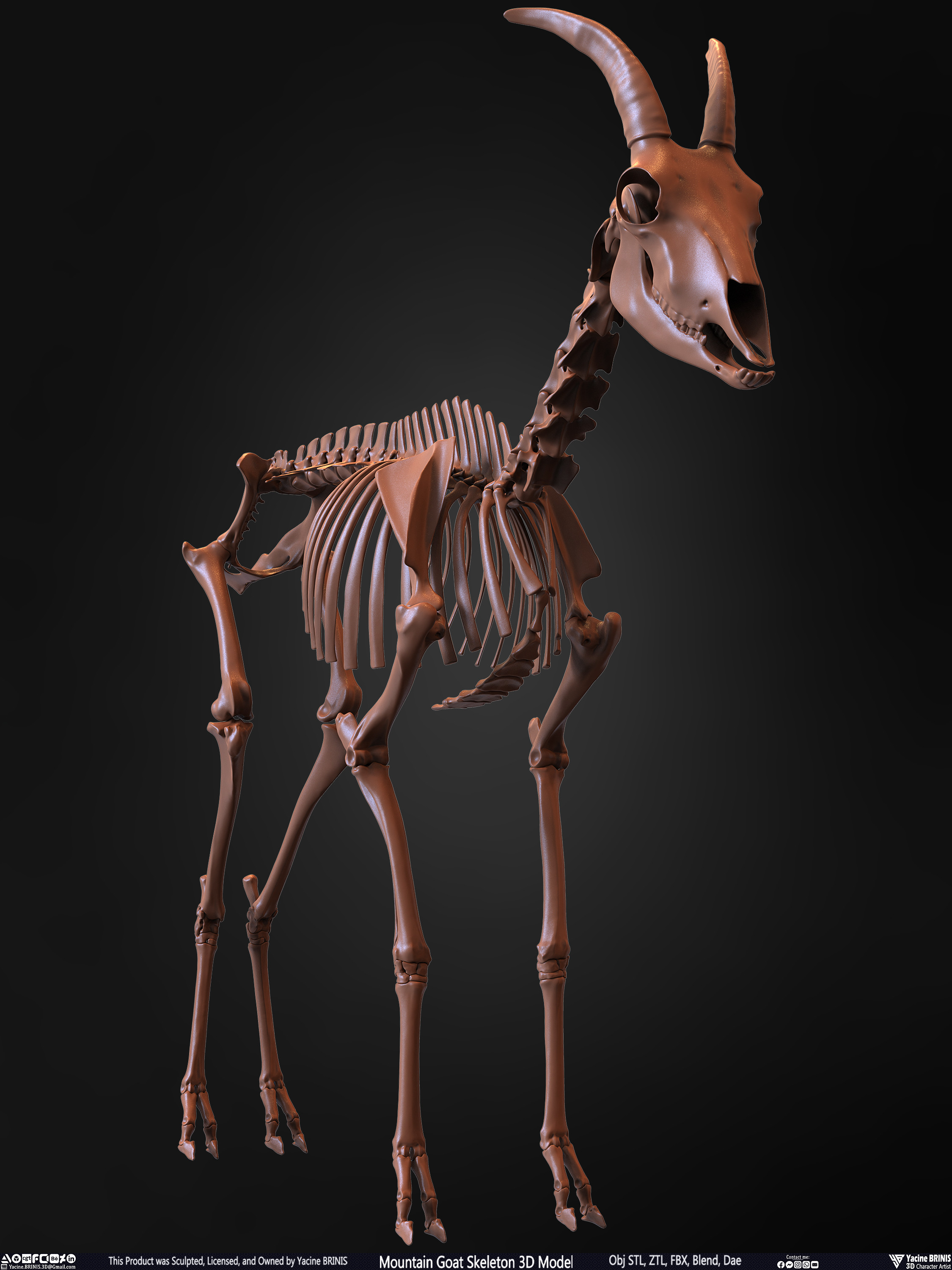 Mountain Goat Skeleton 3D Model Sculpted by Yacine BRINIS Set 002