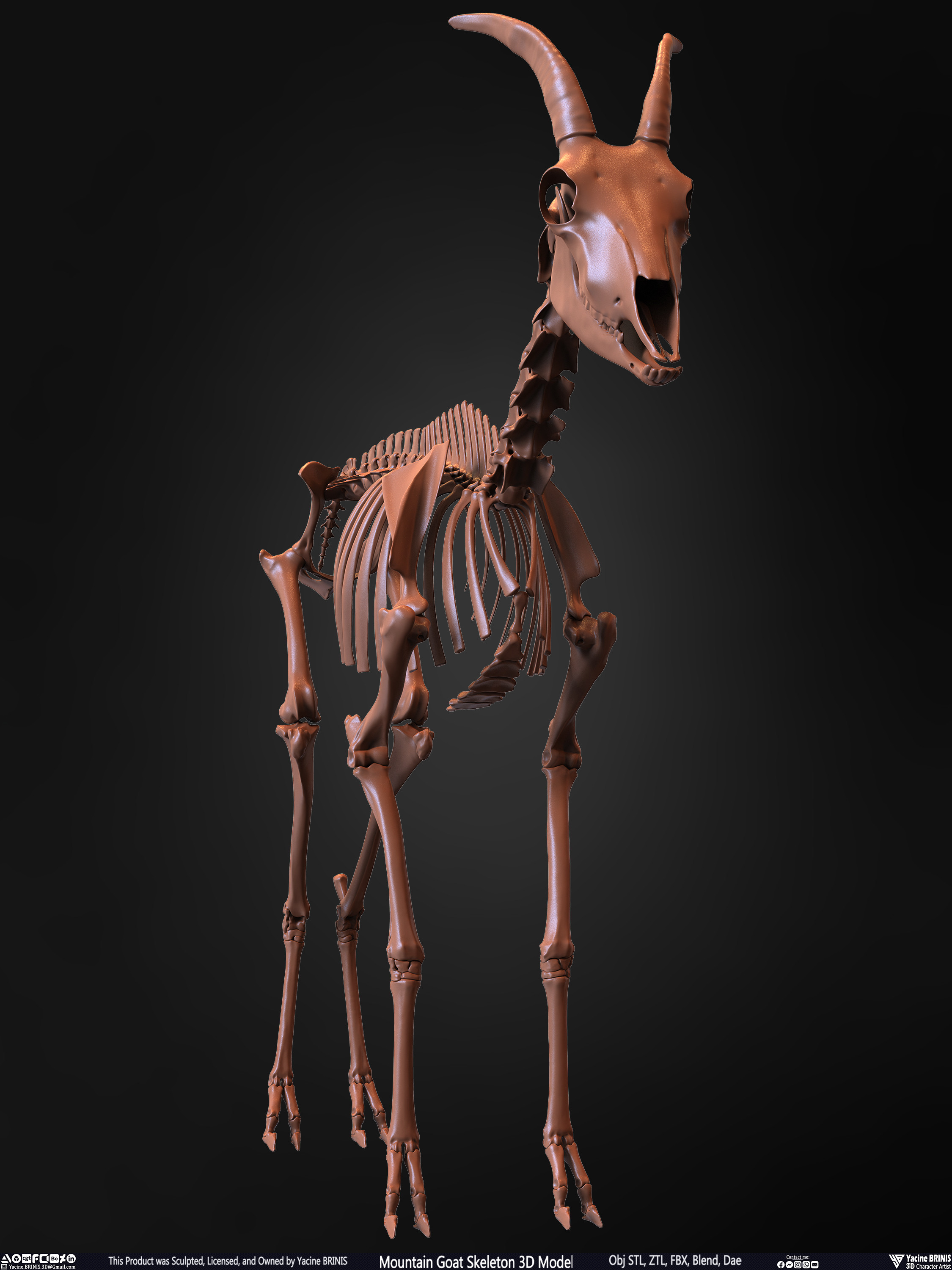 Mountain Goat Skeleton 3D Model Sculpted by Yacine BRINIS Set 003