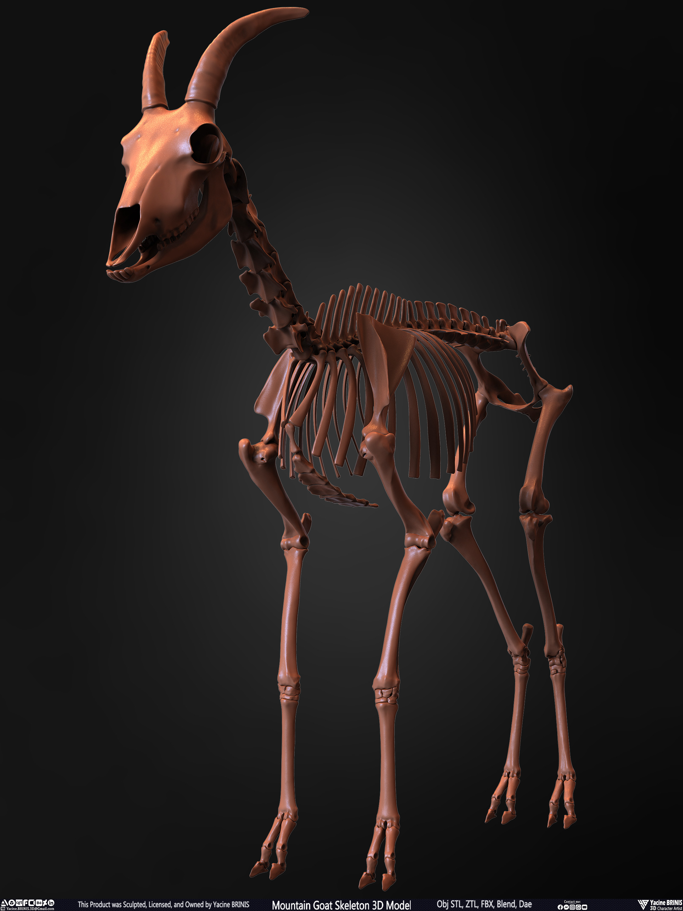Mountain Goat Skeleton 3D Model Sculpted by Yacine BRINIS Set 006
