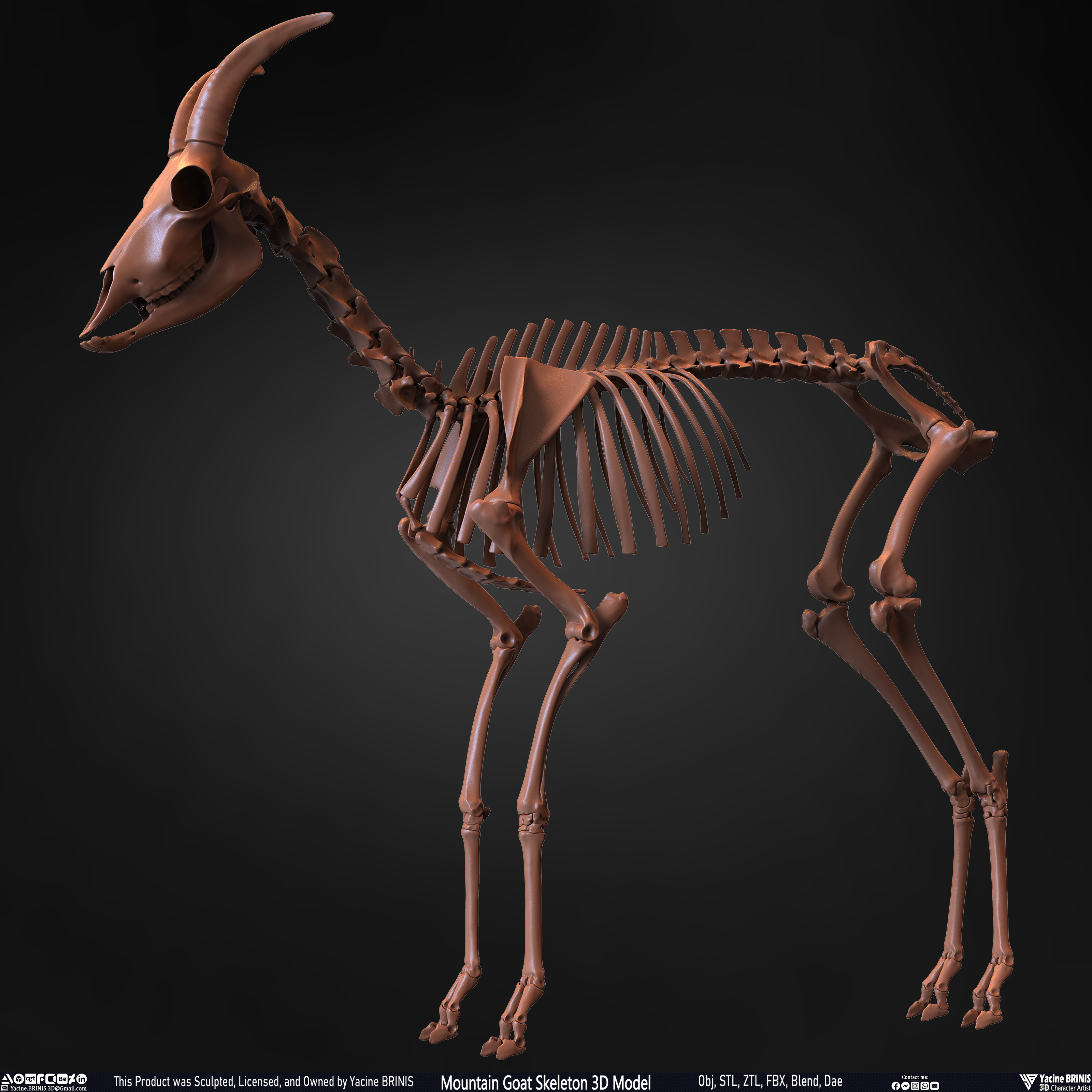 Mountain Goat Skeleton 3D Model Sculpted by Yacine BRINIS Set 010