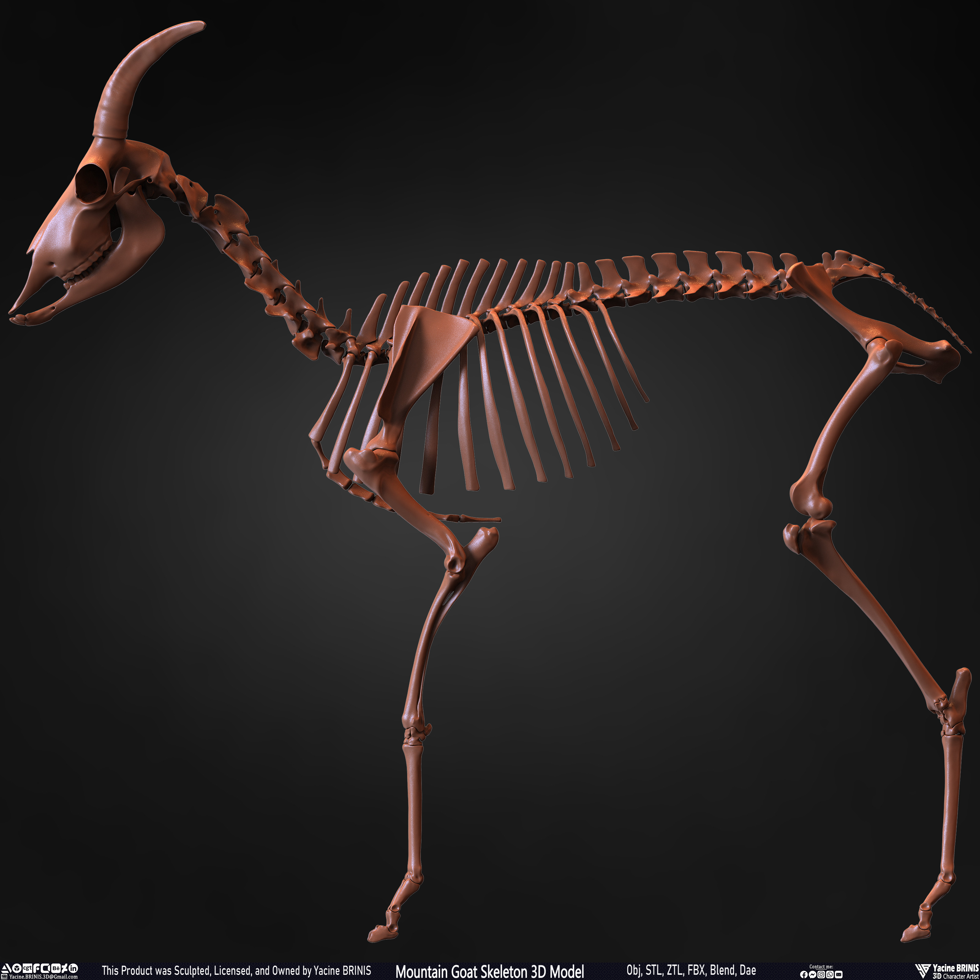Mountain Goat Skeleton 3D Model Sculpted by Yacine BRINIS Set 011