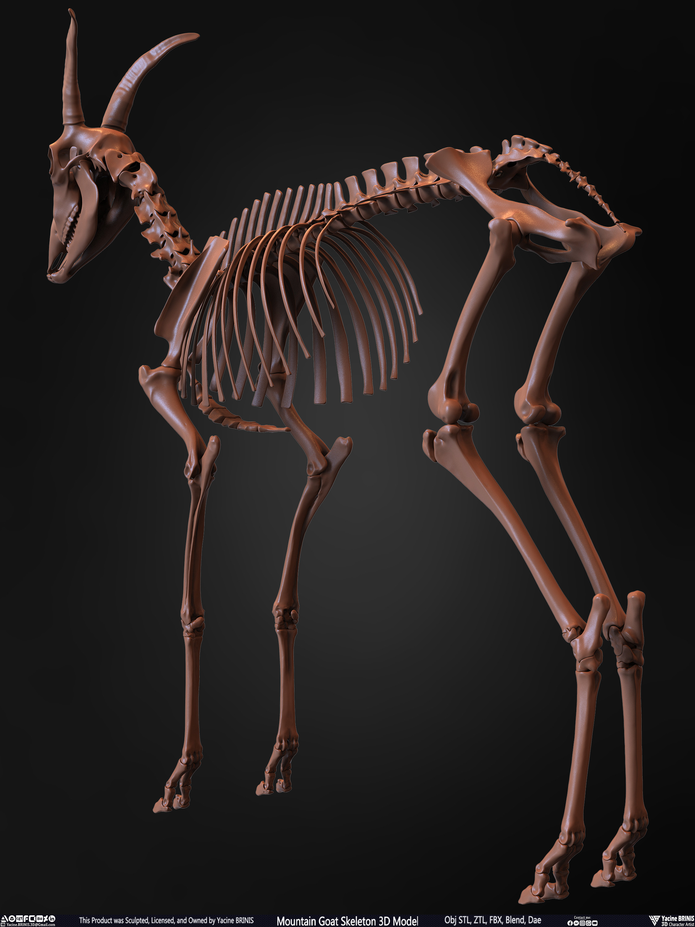 Mountain Goat Skeleton 3D Model Sculpted by Yacine BRINIS Set 014