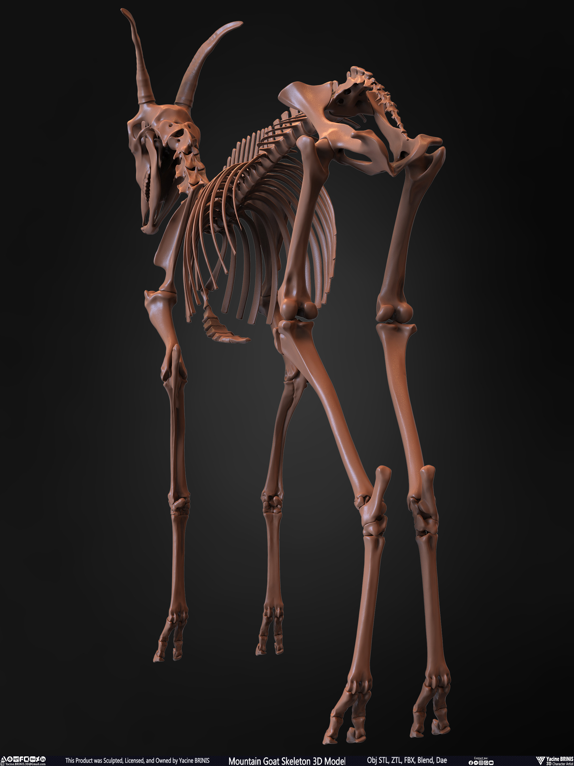 Mountain Goat Skeleton 3D Model Sculpted by Yacine BRINIS Set 016