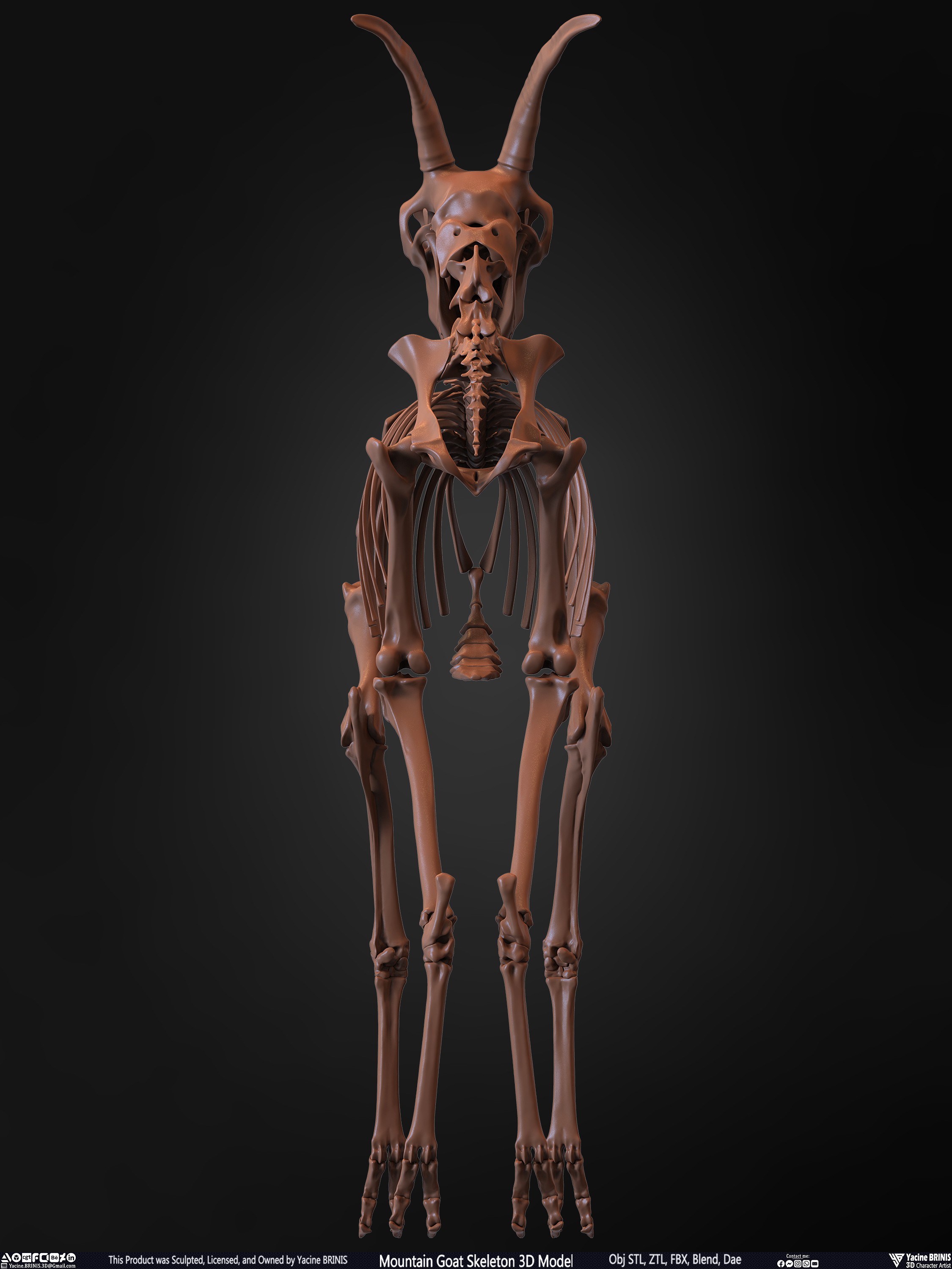 Mountain Goat Skeleton 3D Model Sculpted by Yacine BRINIS Set 018