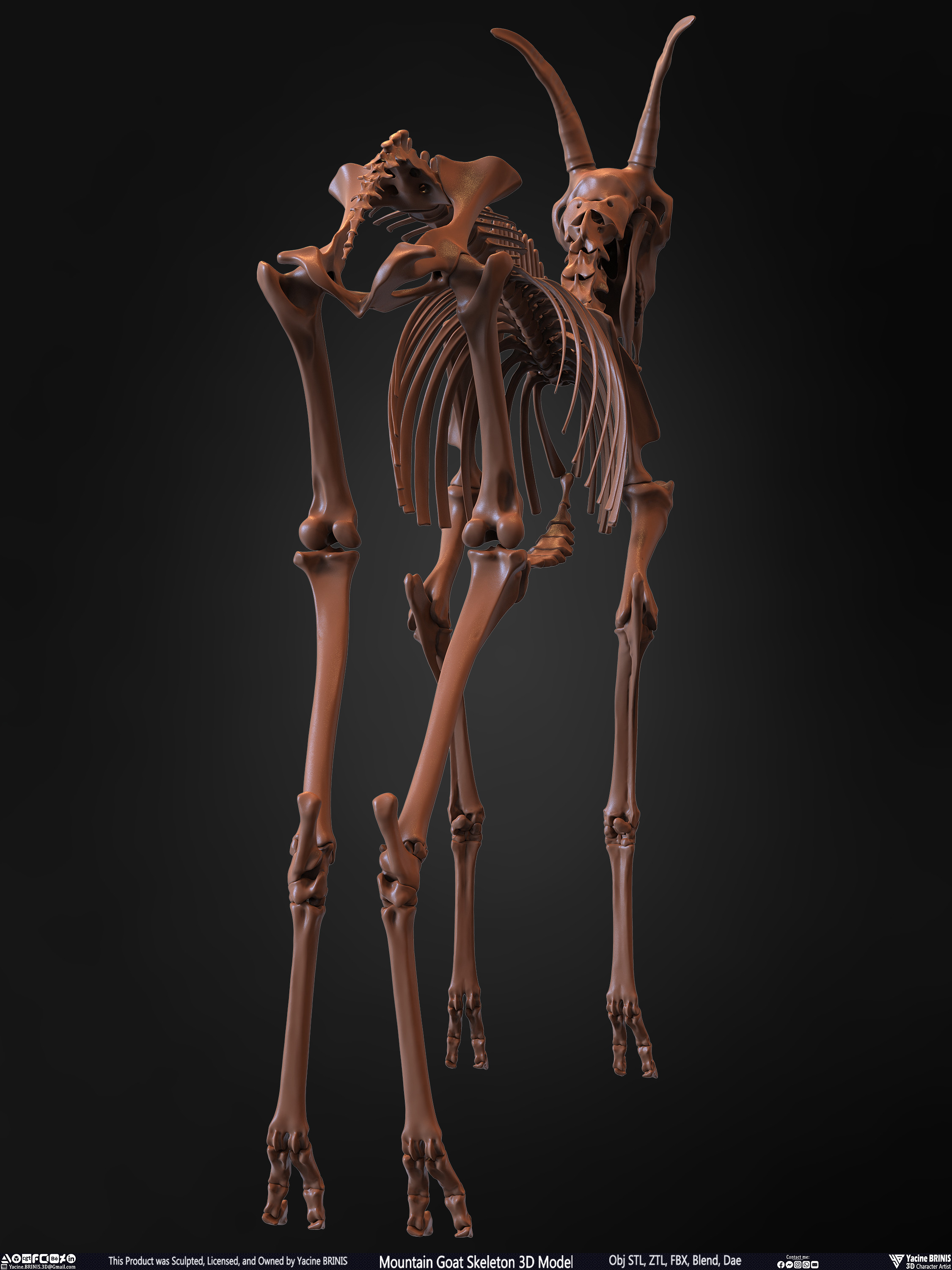 Mountain Goat Skeleton 3D Model Sculpted by Yacine BRINIS Set 019