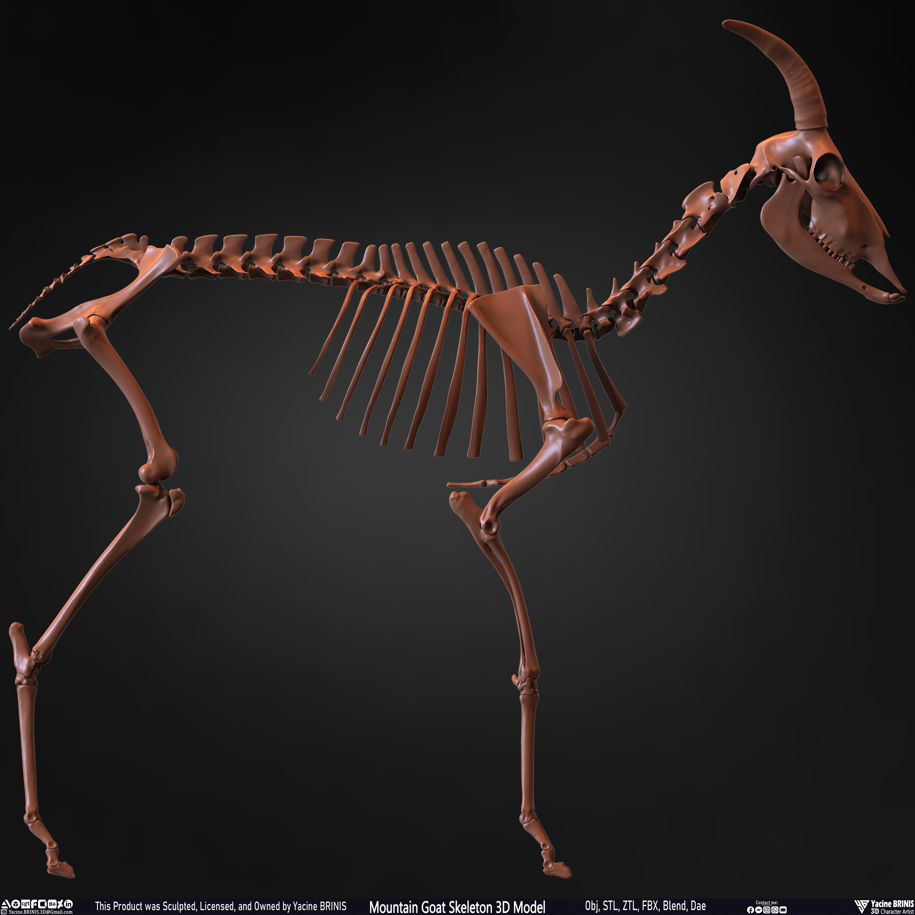 Mountain Goat Skeleton 3D Model Sculpted by Yacine BRINIS Set 023