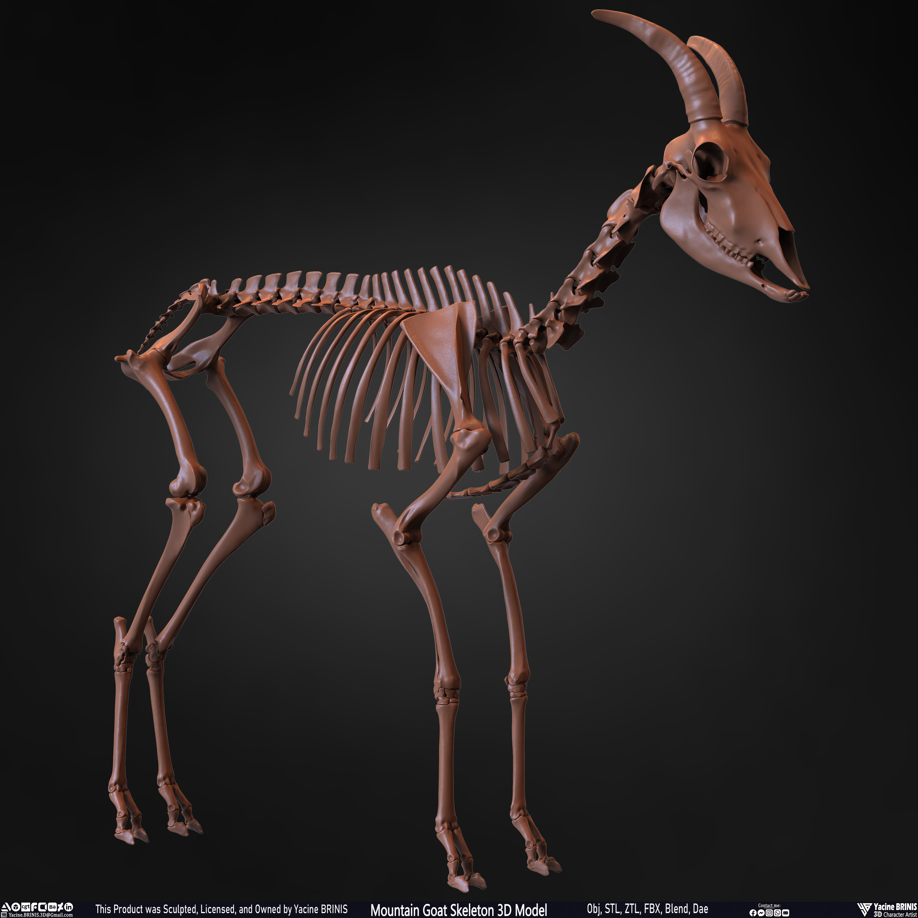 Mountain Goat Skeleton 3D Model Sculpted by Yacine BRINIS Set 026