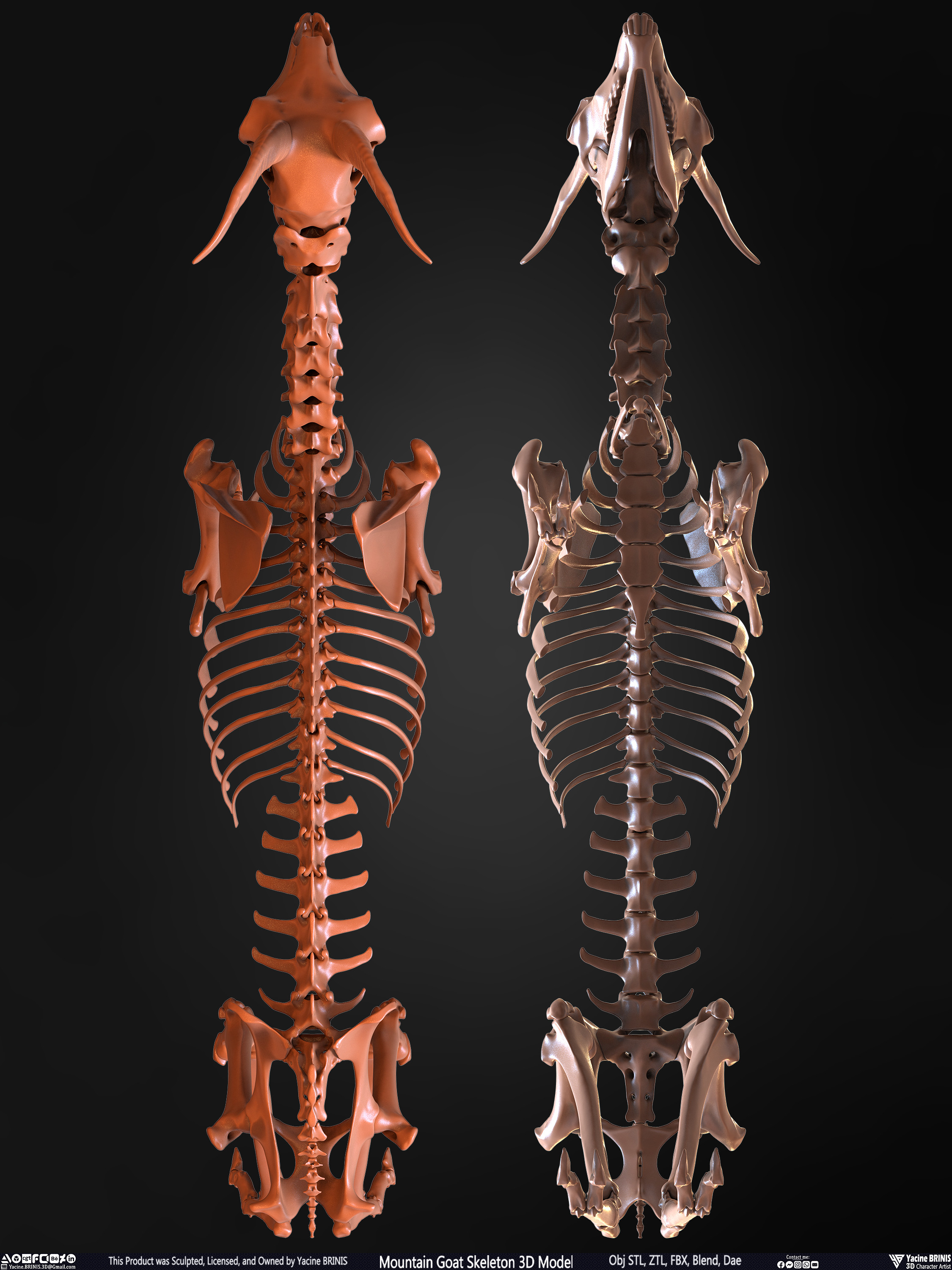 Mountain Goat Skeleton 3D Model Sculpted by Yacine BRINIS Set 027