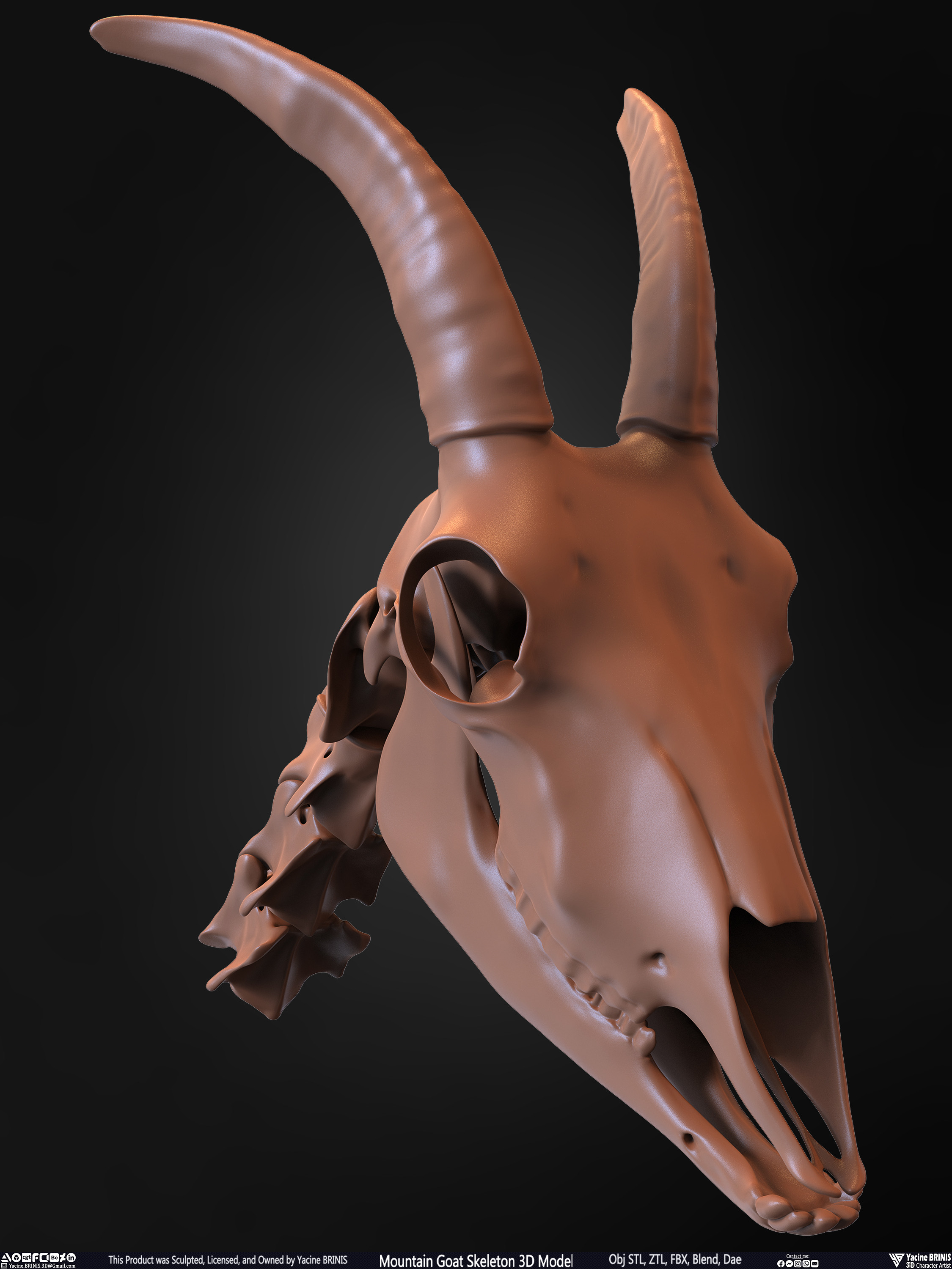 Mountain Goat Skeleton 3D Model Sculpted by Yacine BRINIS Set 028