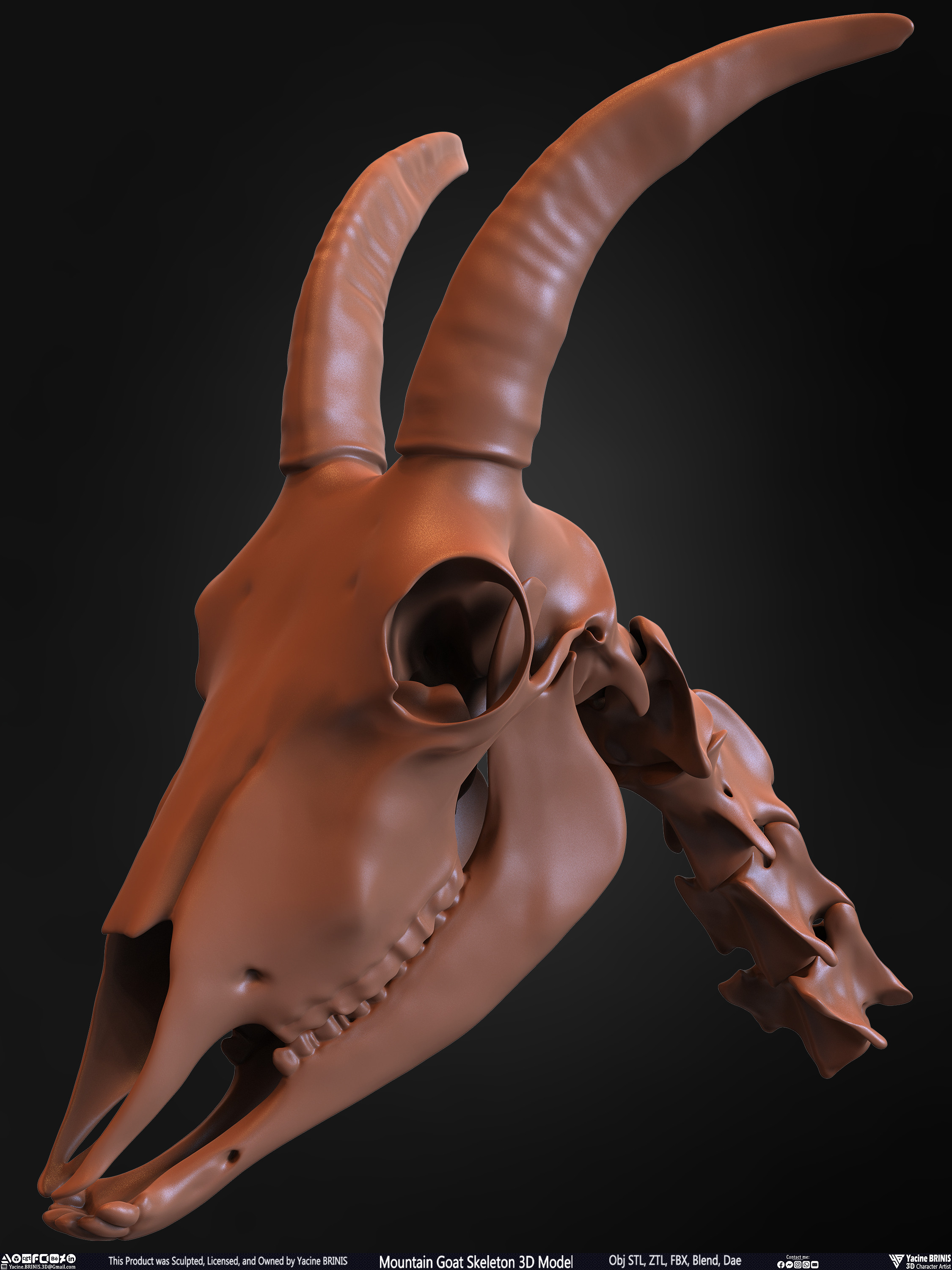 Mountain Goat Skeleton 3D Model Sculpted by Yacine BRINIS Set 031