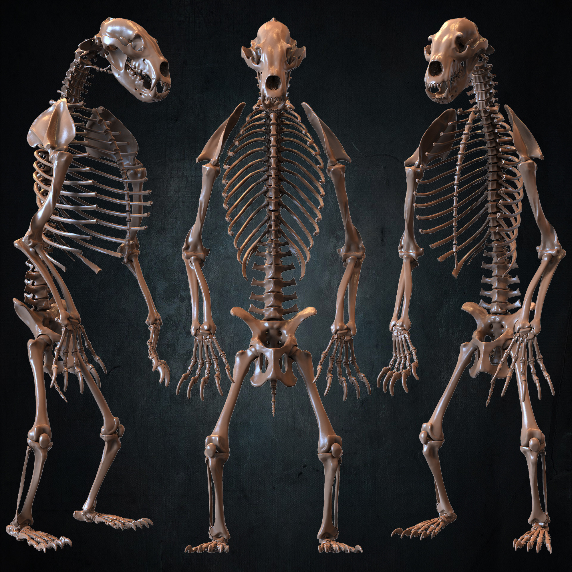 Bear Skeleton 3D Model Sculpted by Yacine BRINIS Set 001