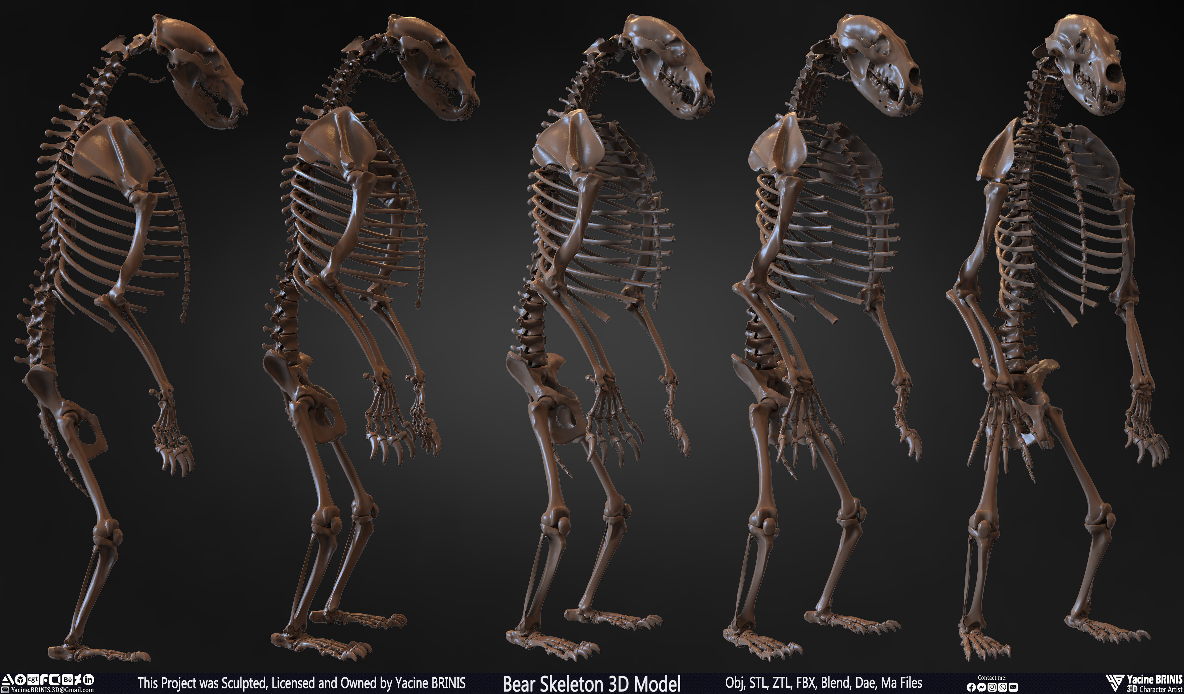 Bear Skeleton 3D Model Sculpted by Yacine BRINIS Set 004