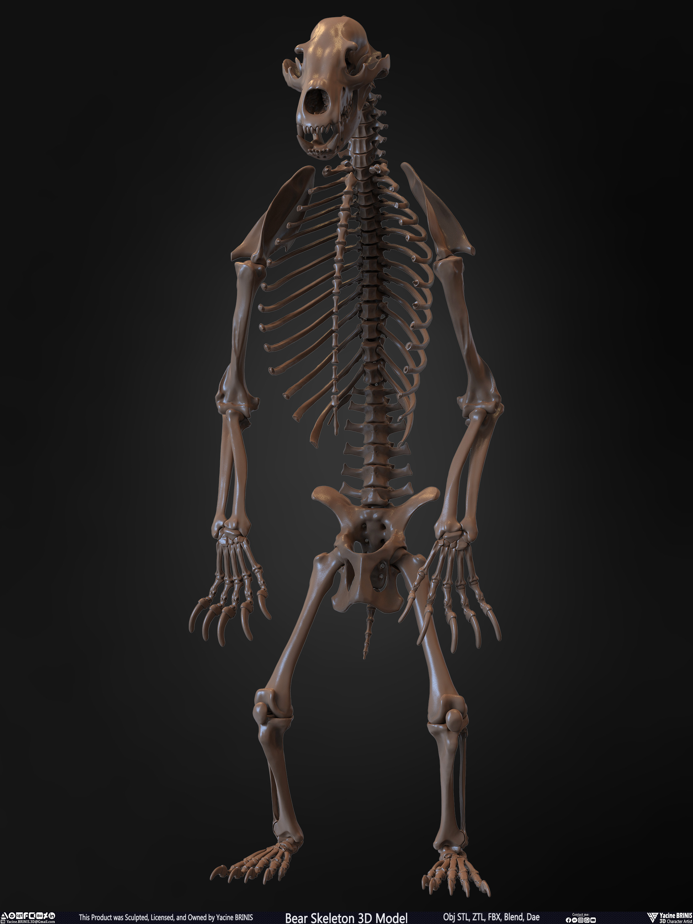 Bear Skeleton 3D Model Sculpted by Yacine BRINIS Set 006