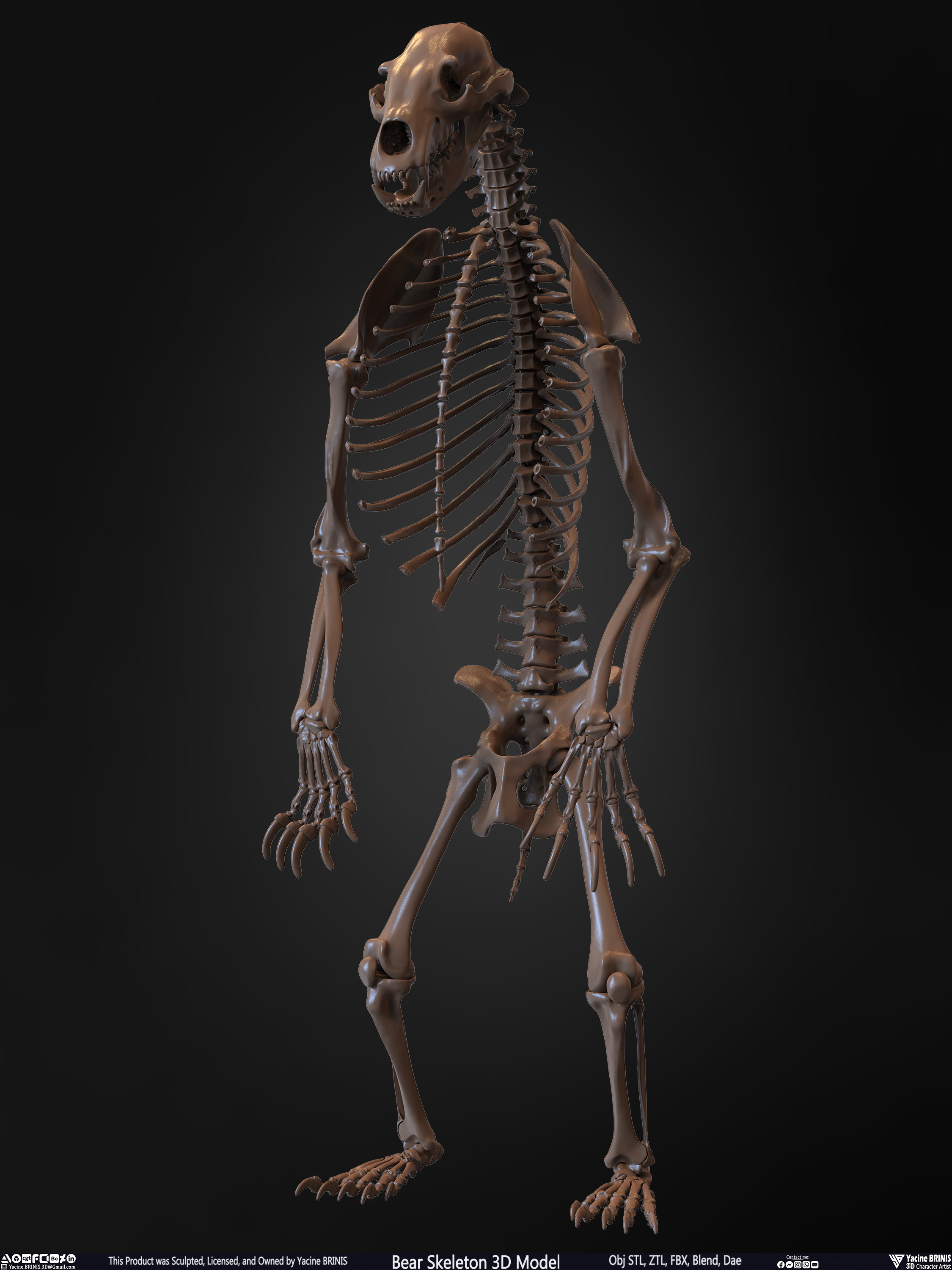 Bear Skeleton 3D Model Sculpted by Yacine BRINIS Set 007