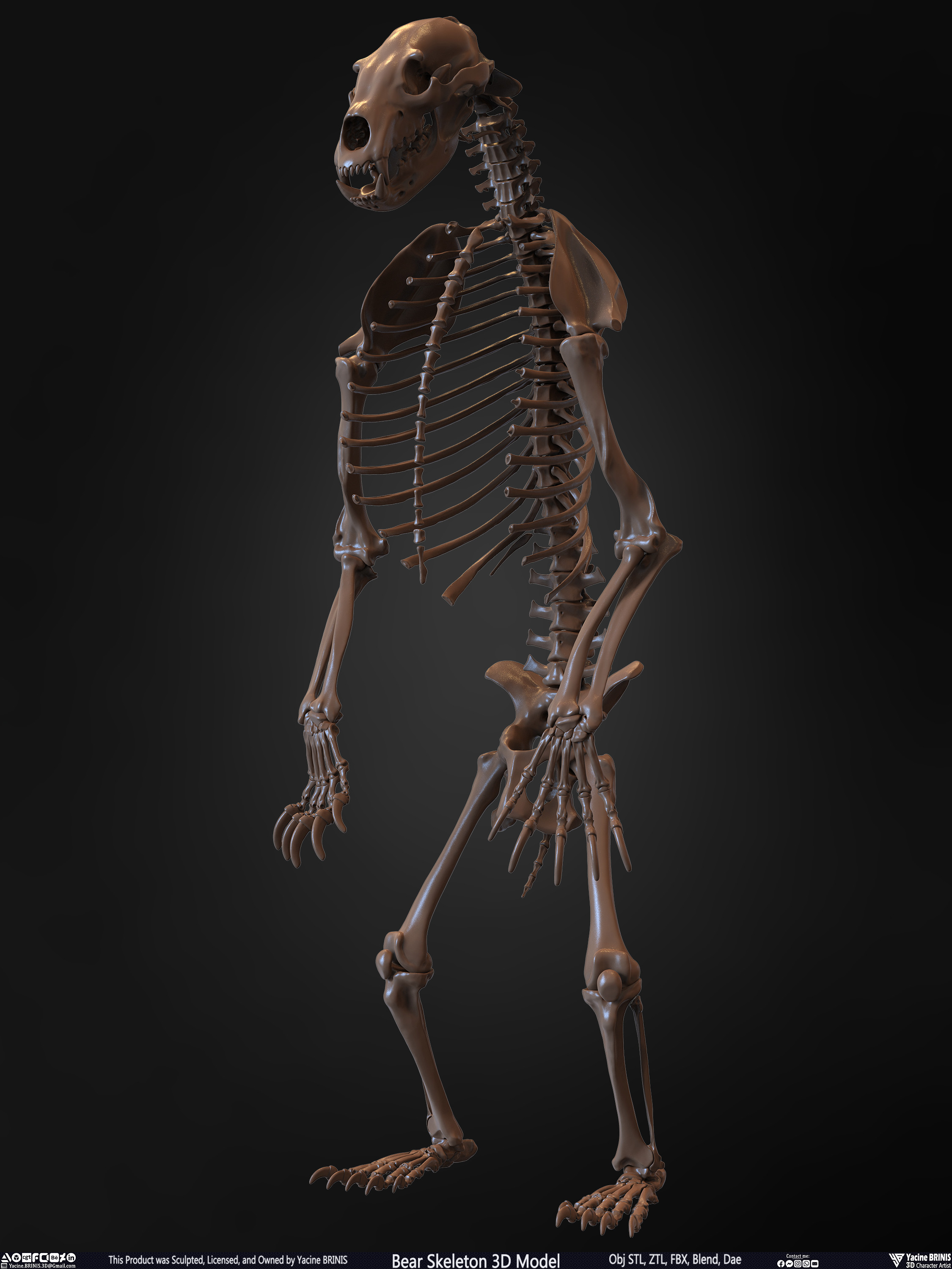 Bear Skeleton 3D Model Sculpted by Yacine BRINIS Set 008