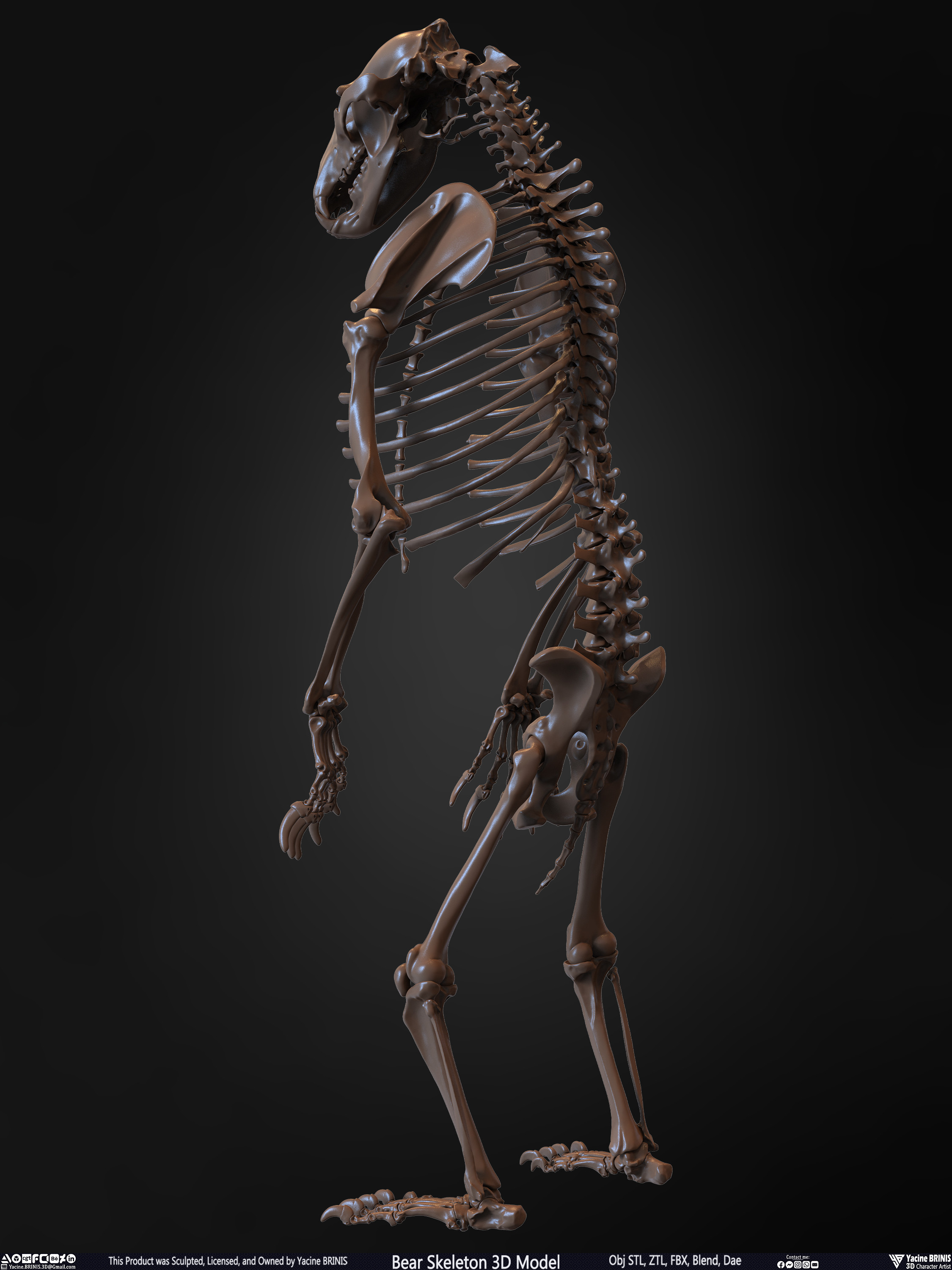 Bear Skeleton 3D Model Sculpted by Yacine BRINIS Set 013