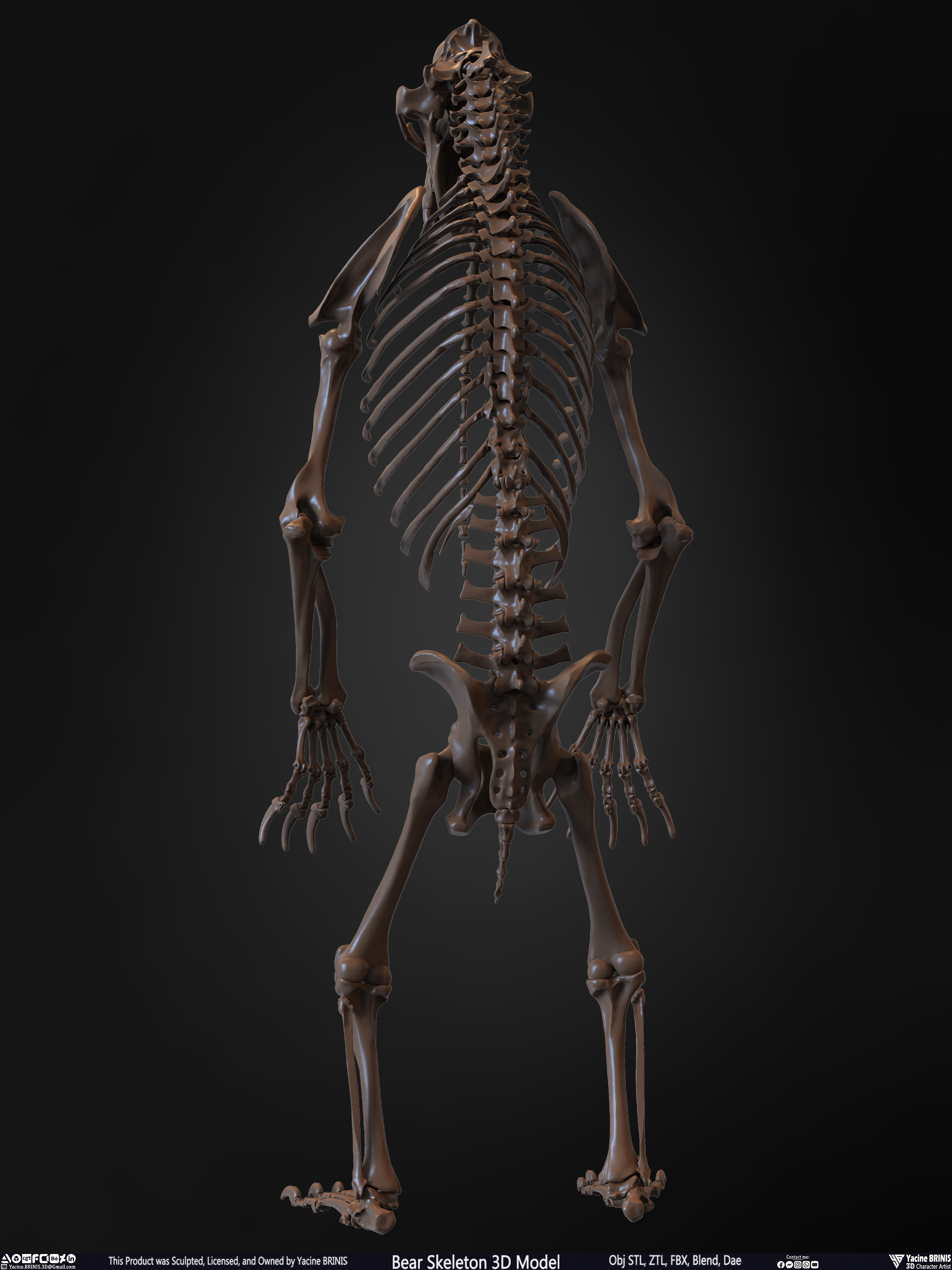Bear Skeleton 3D Model Sculpted by Yacine BRINIS Set 015