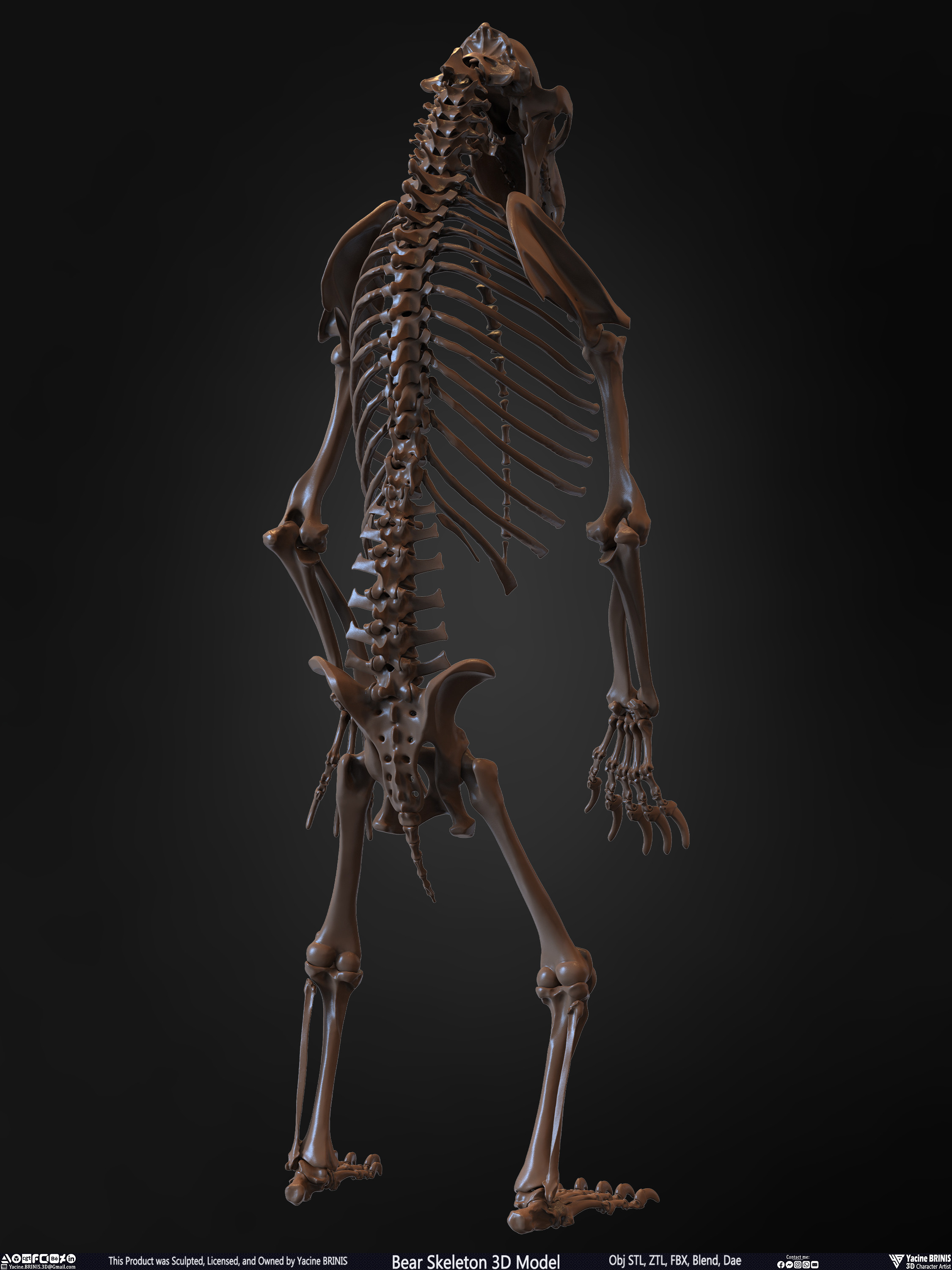 Bear Skeleton 3D Model Sculpted by Yacine BRINIS Set 018