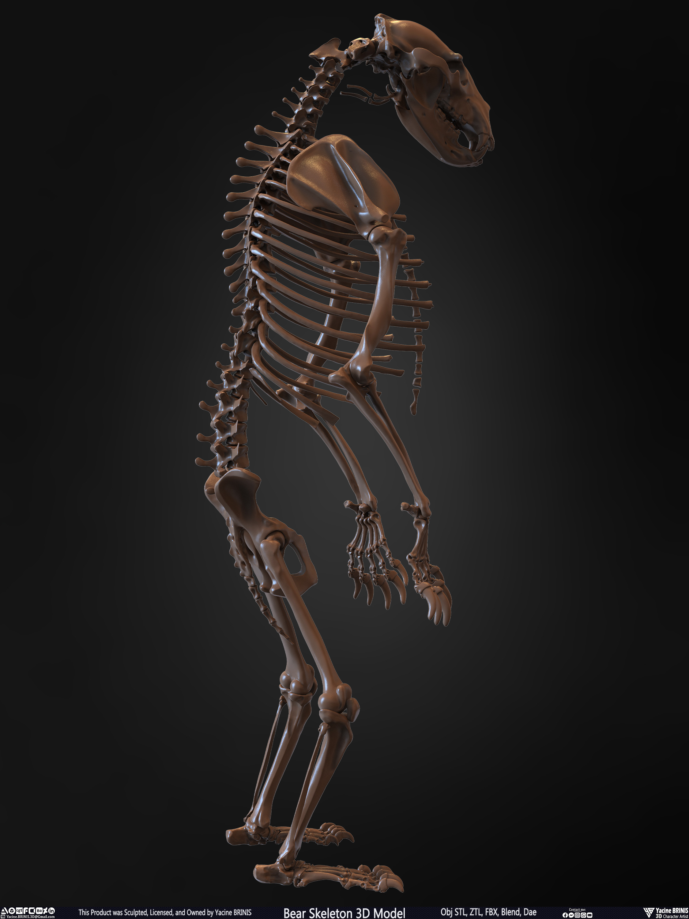 Bear Skeleton 3D Model Sculpted by Yacine BRINIS Set 021
