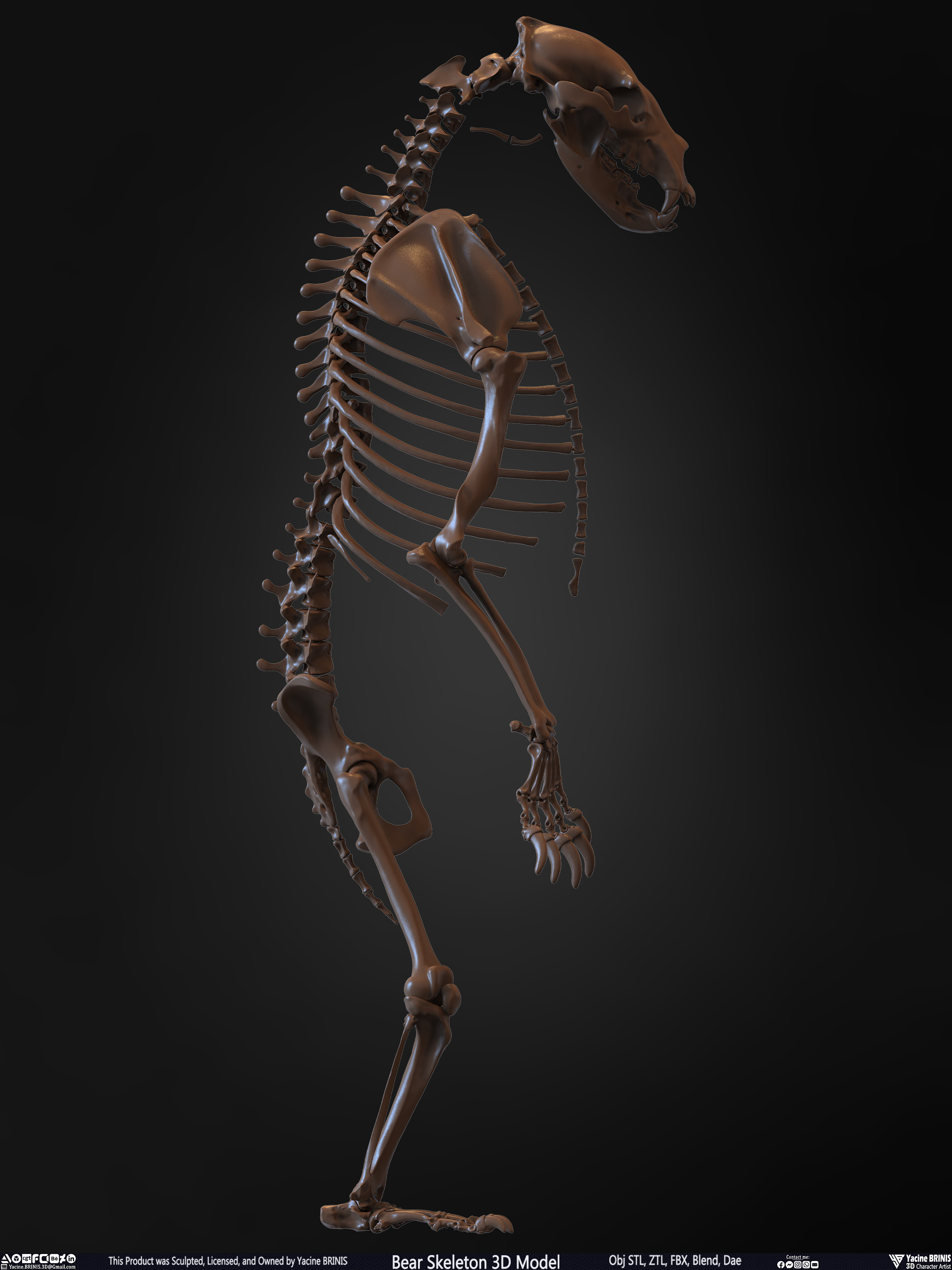 Bear Skeleton 3D Model Sculpted by Yacine BRINIS Set 022