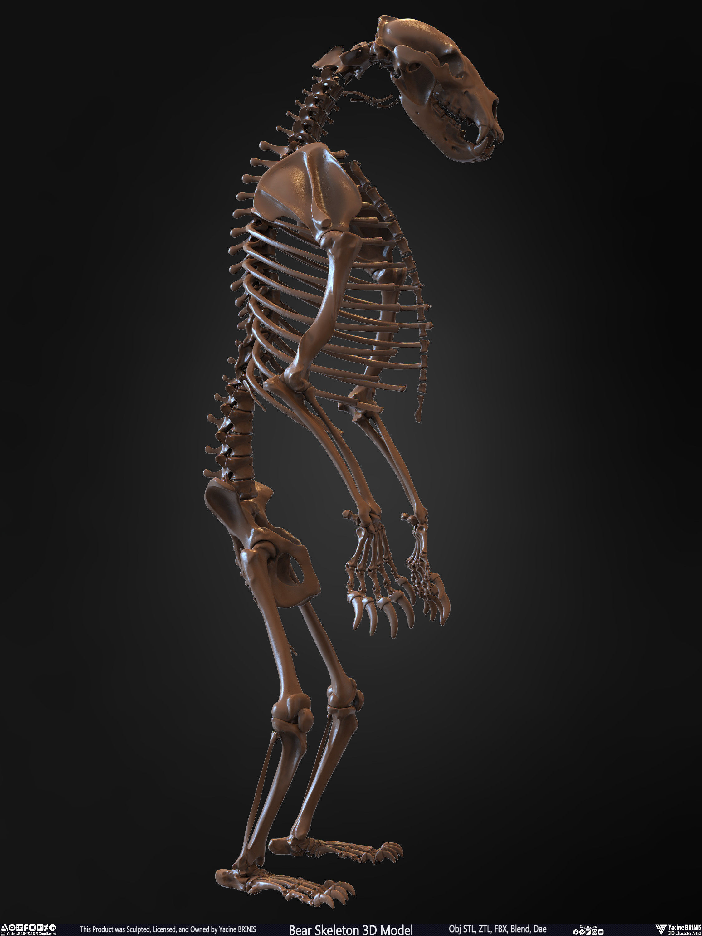 Bear Skeleton 3D Model Sculpted by Yacine BRINIS Set 023