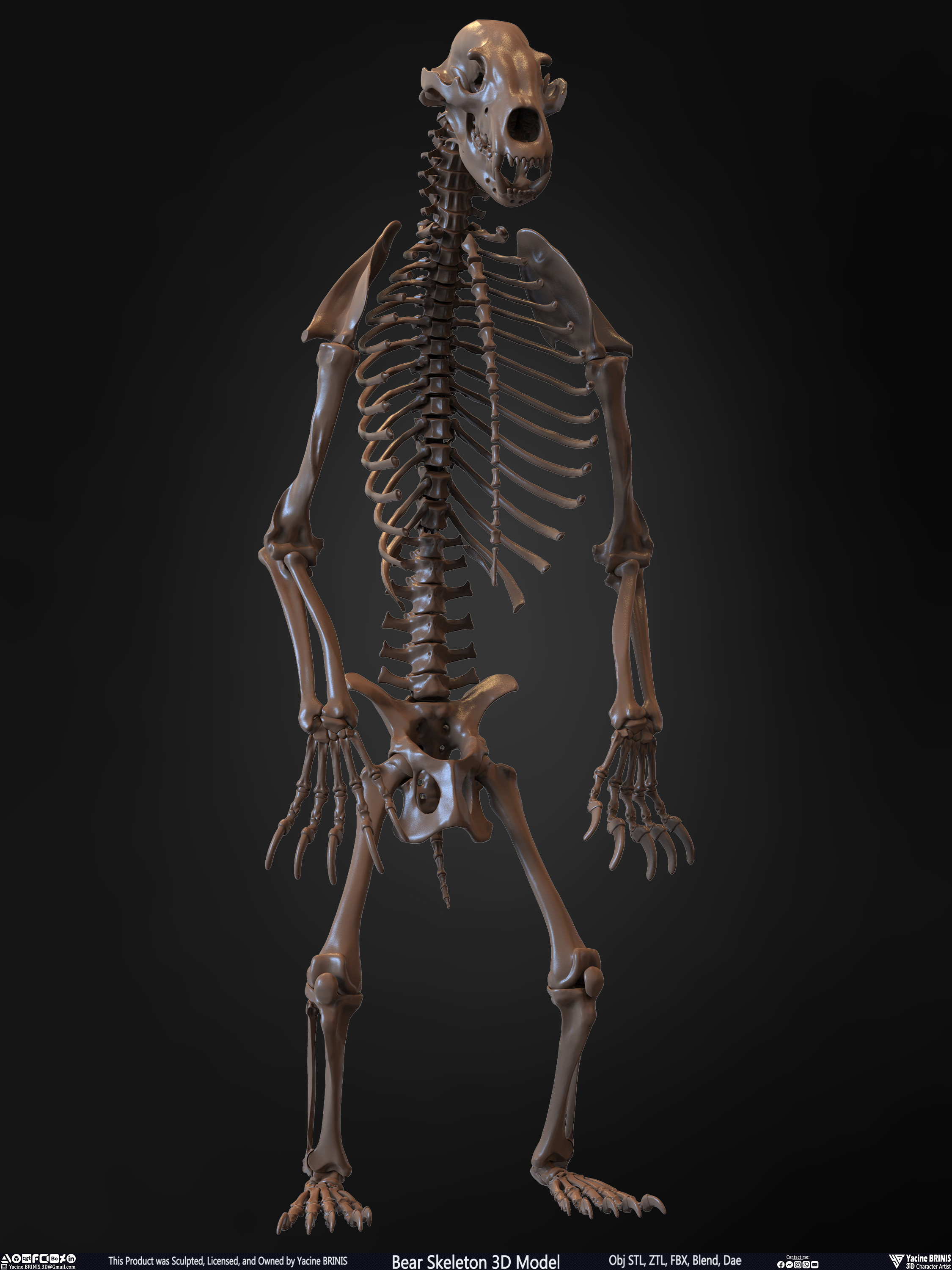Bear Skeleton 3D Model Sculpted by Yacine BRINIS Set 027