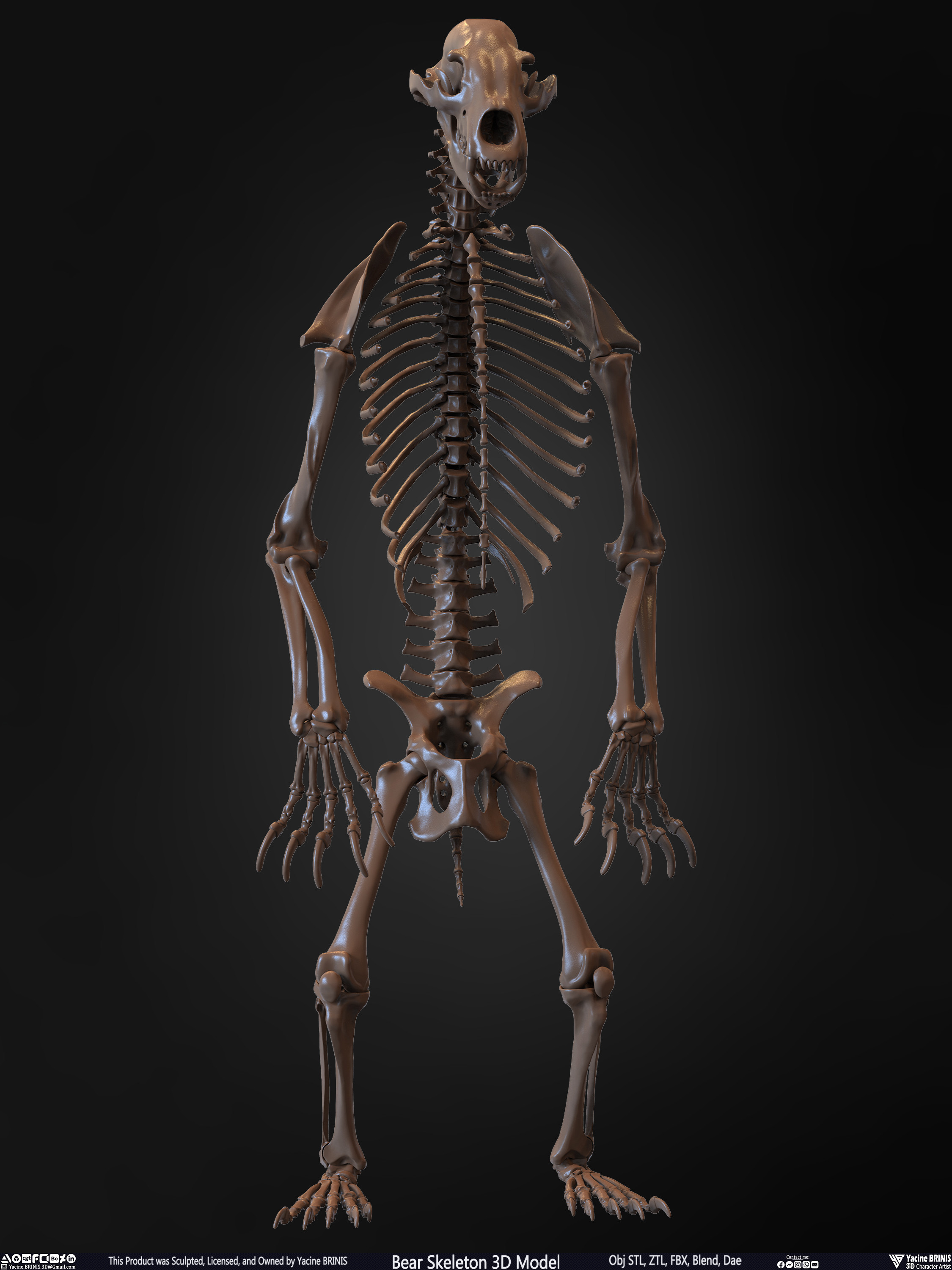 Bear Skeleton 3D Model Sculpted by Yacine BRINIS Set 028