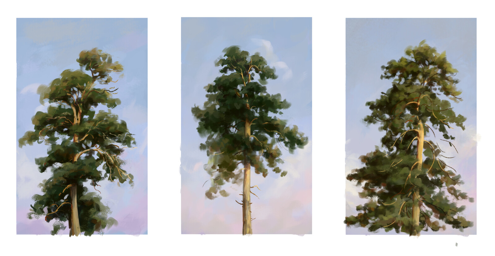 Tree sketch studies