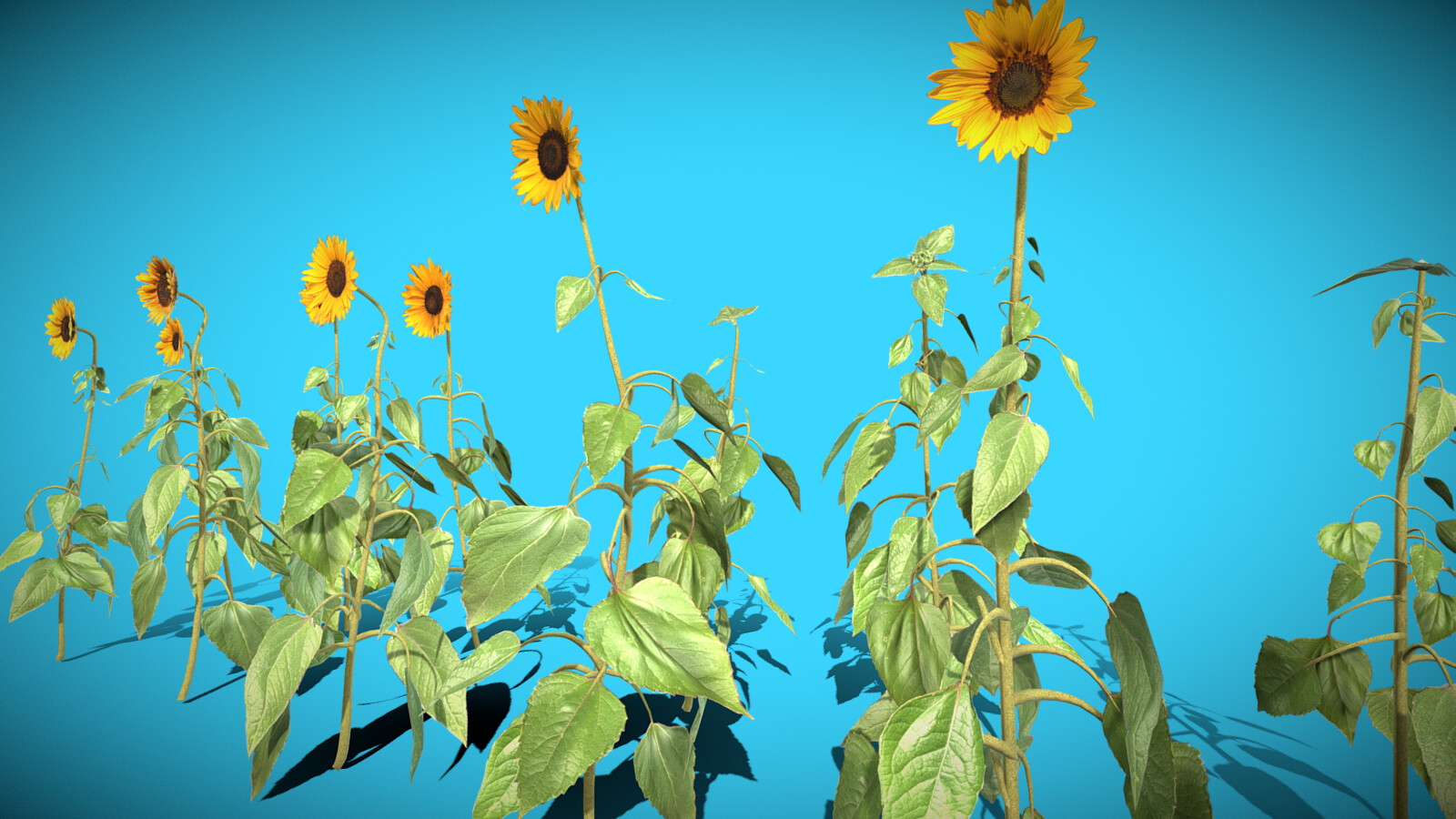 Sunflowers - Detail