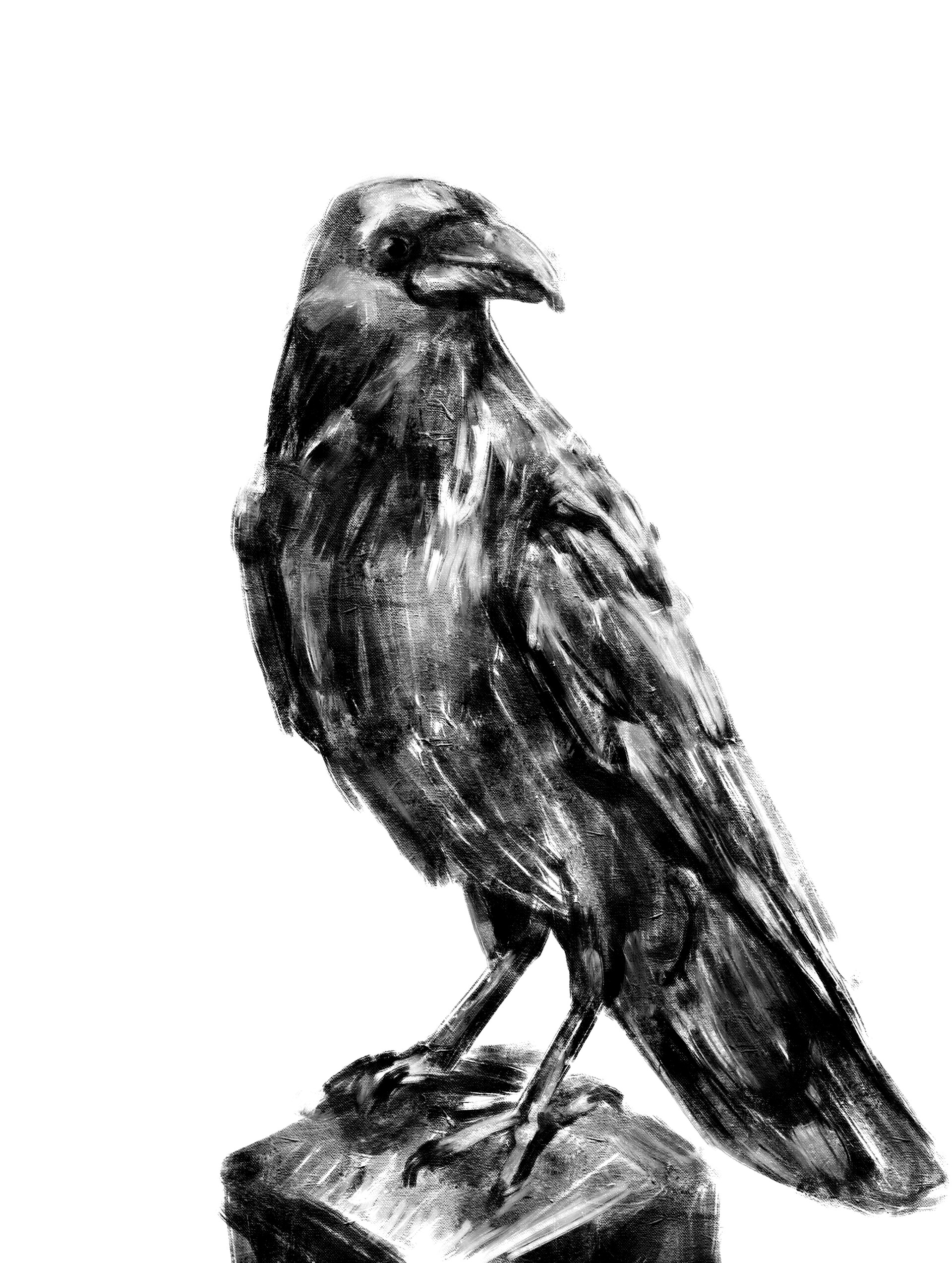 Raven b