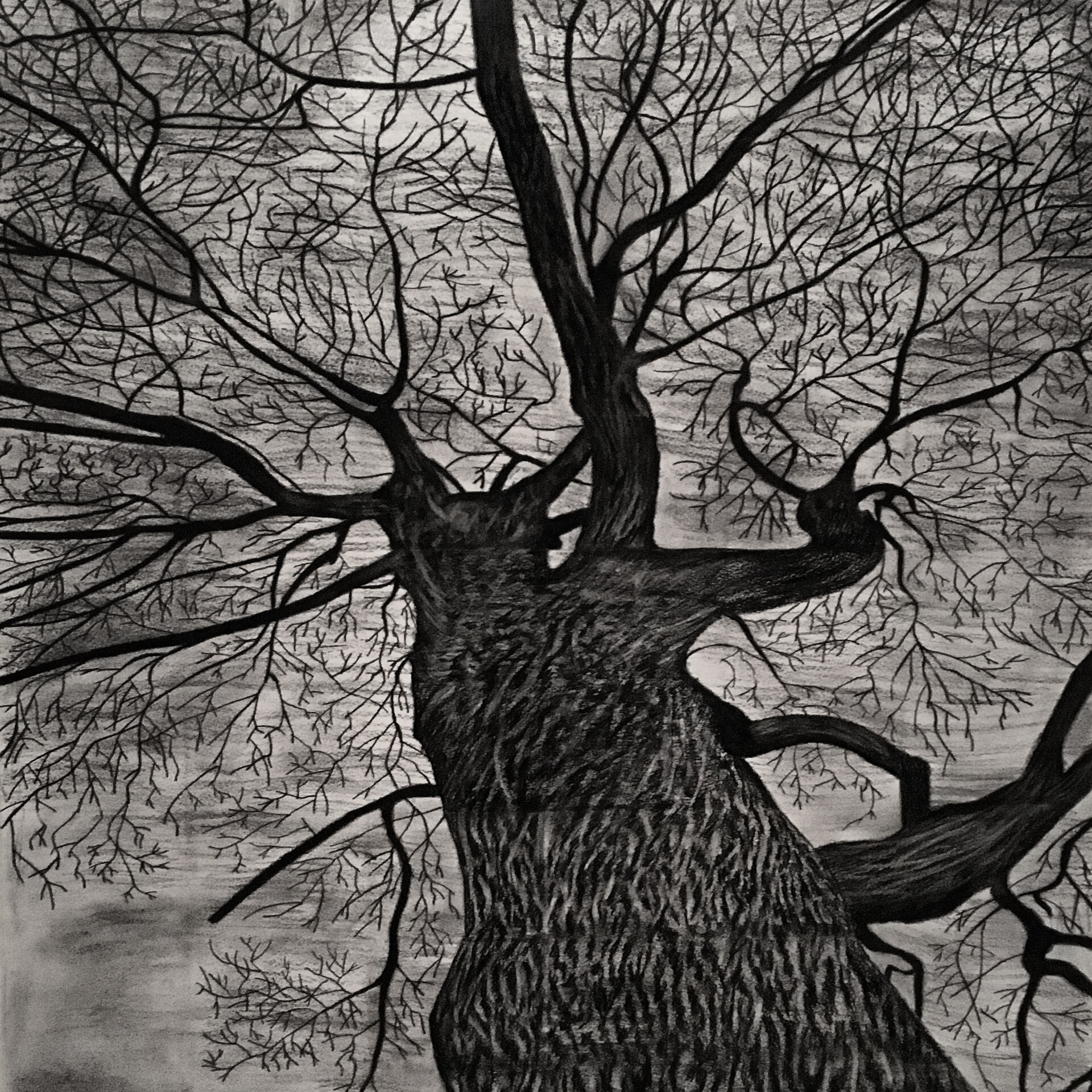 How to Draw a Tree with Vine Charcoal #easydrawing #beginerdrawing  #charcoaldrawing - YouTube