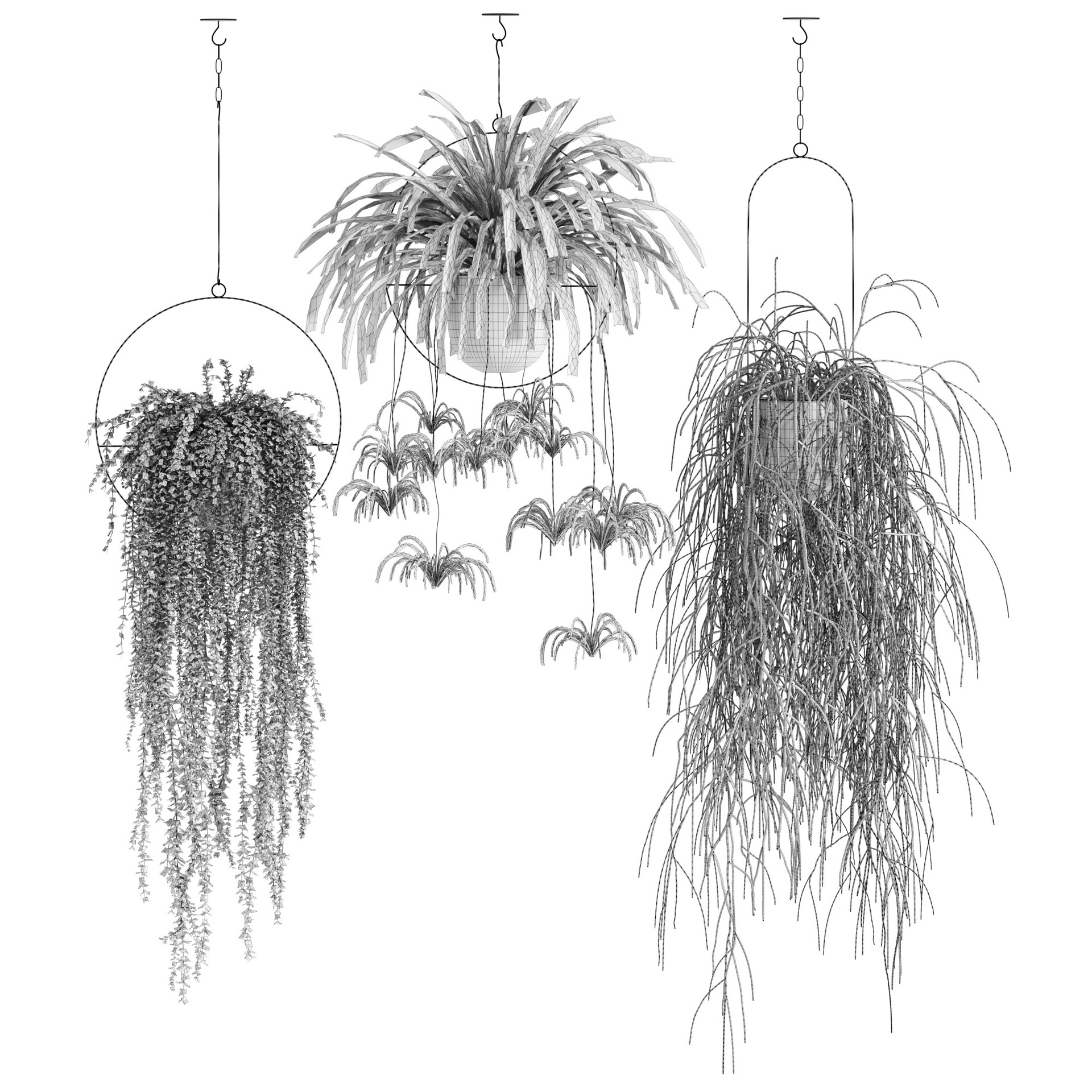 Elham Adib plant in hanging pots _ set 11