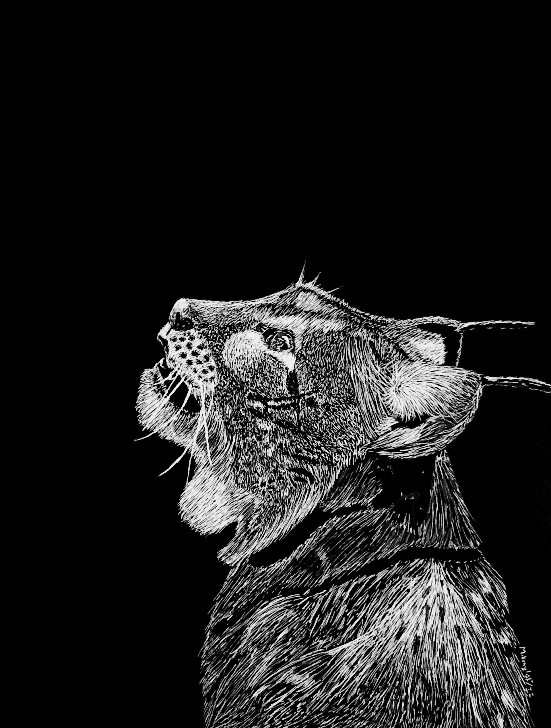 ArtStation Scratchboard Lynx