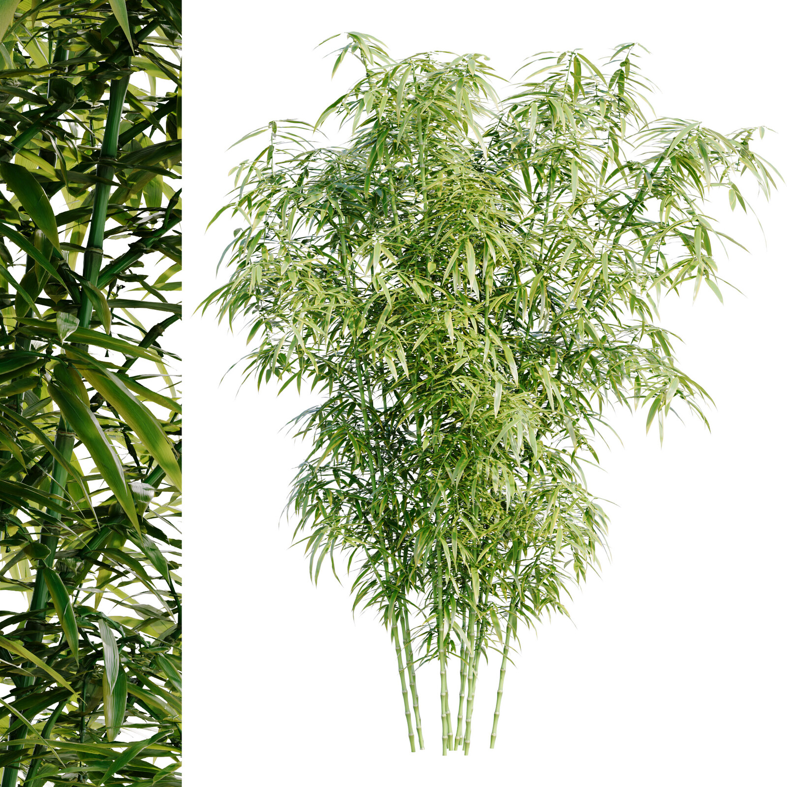 Bamboo Bush | 4K PBR Materials
