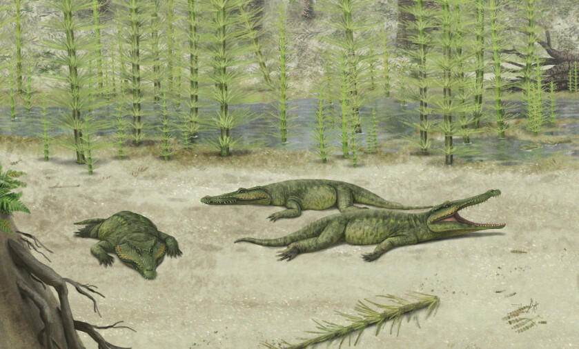 Proterochampsa 