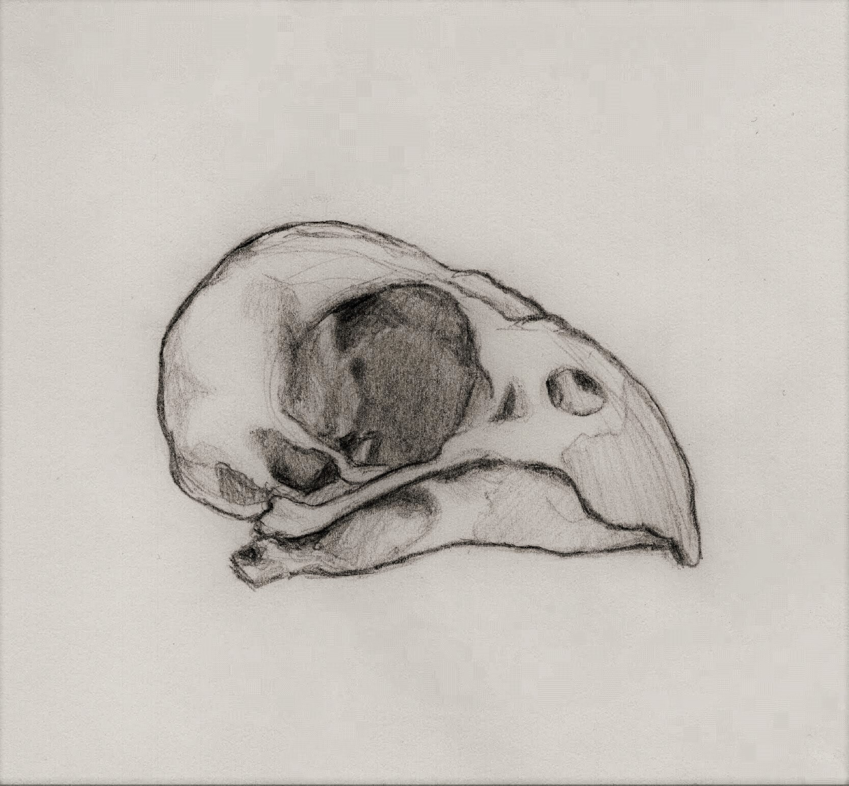 ArtStation - Bird Skull