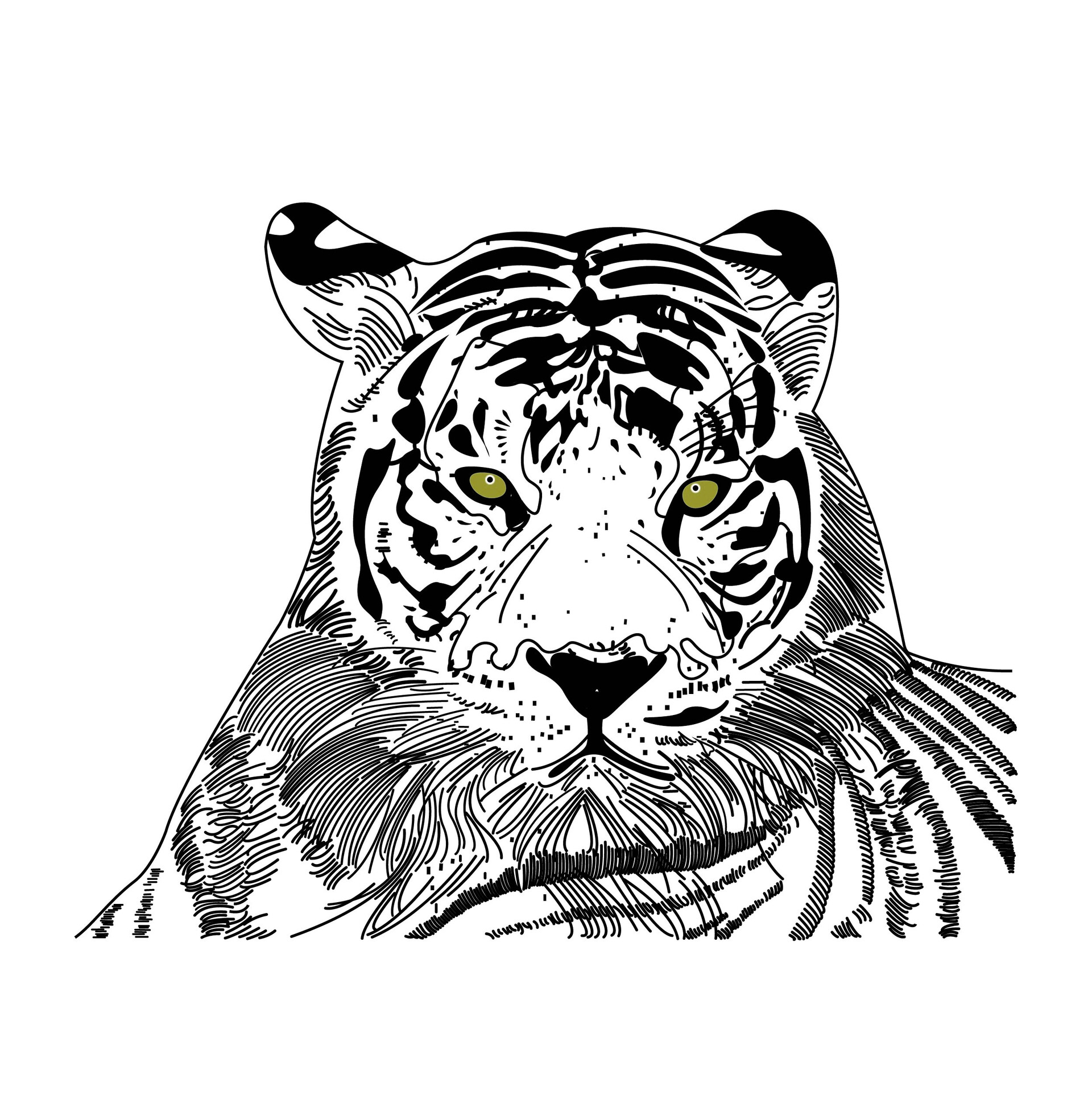 ArtStation - Tiger Hand Drawn Art Vector Illustration