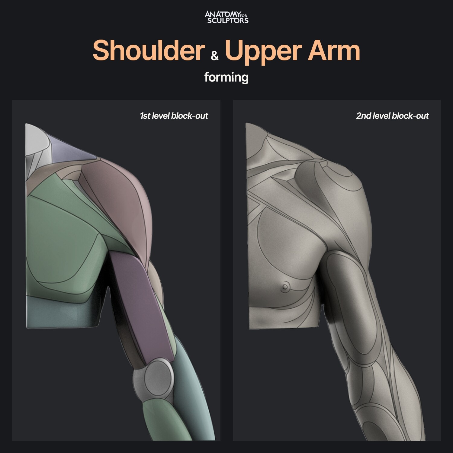 ArtStation - Muscles of the Upper Arm  Human anatomy drawing, Anatomy for  artists, Arm anatomy