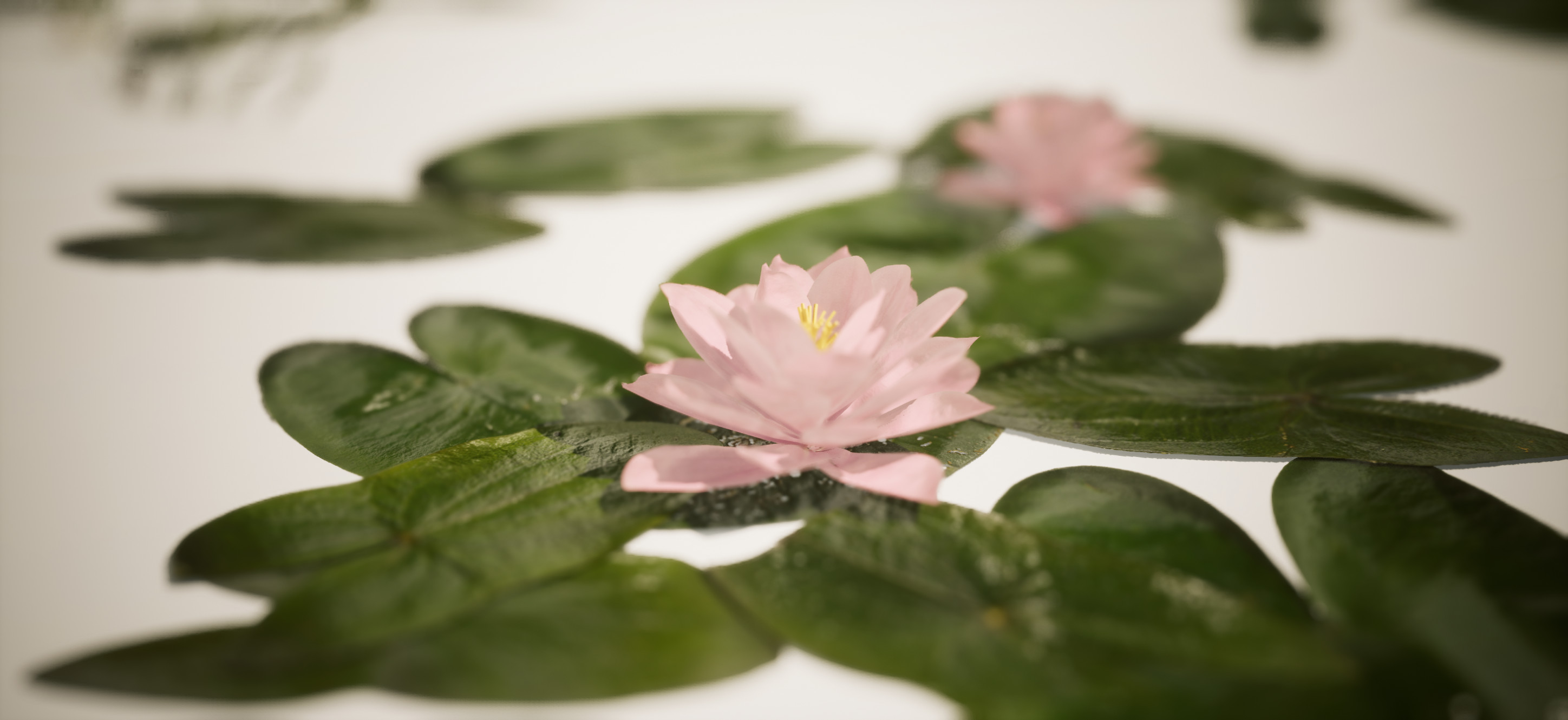 Water lily