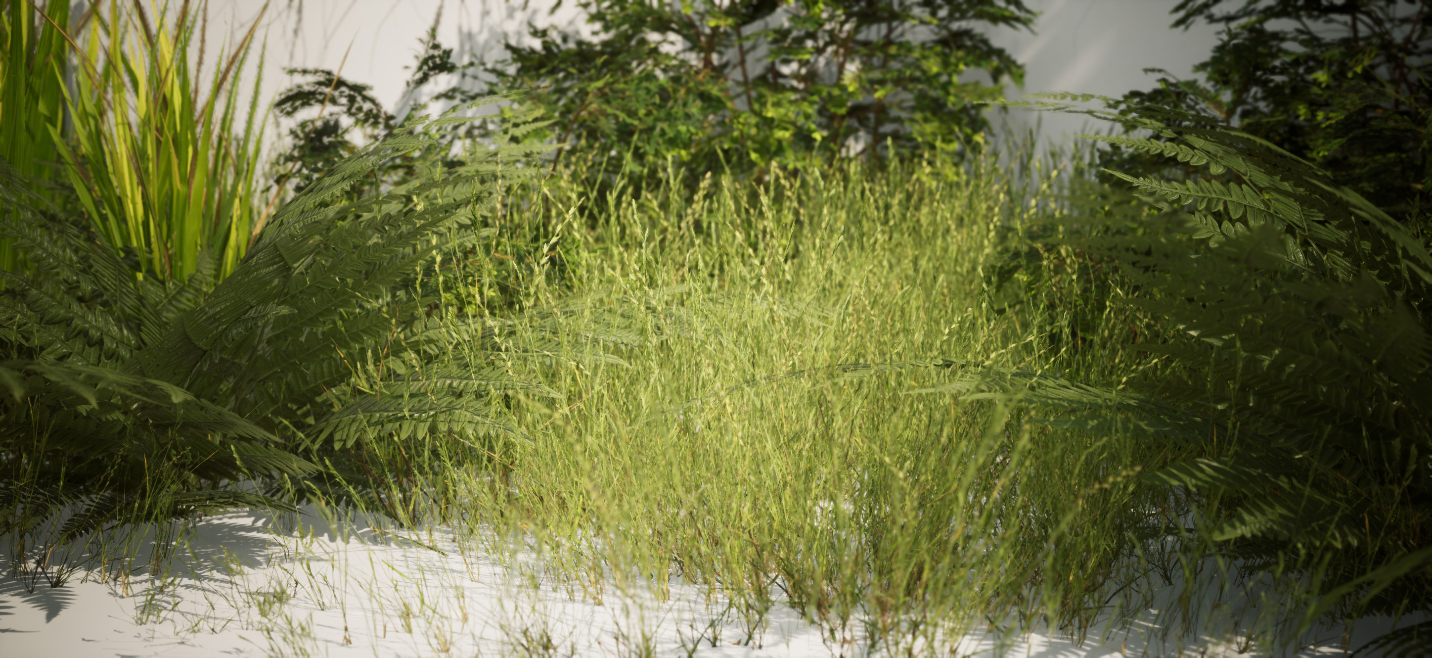 Grass and ferns