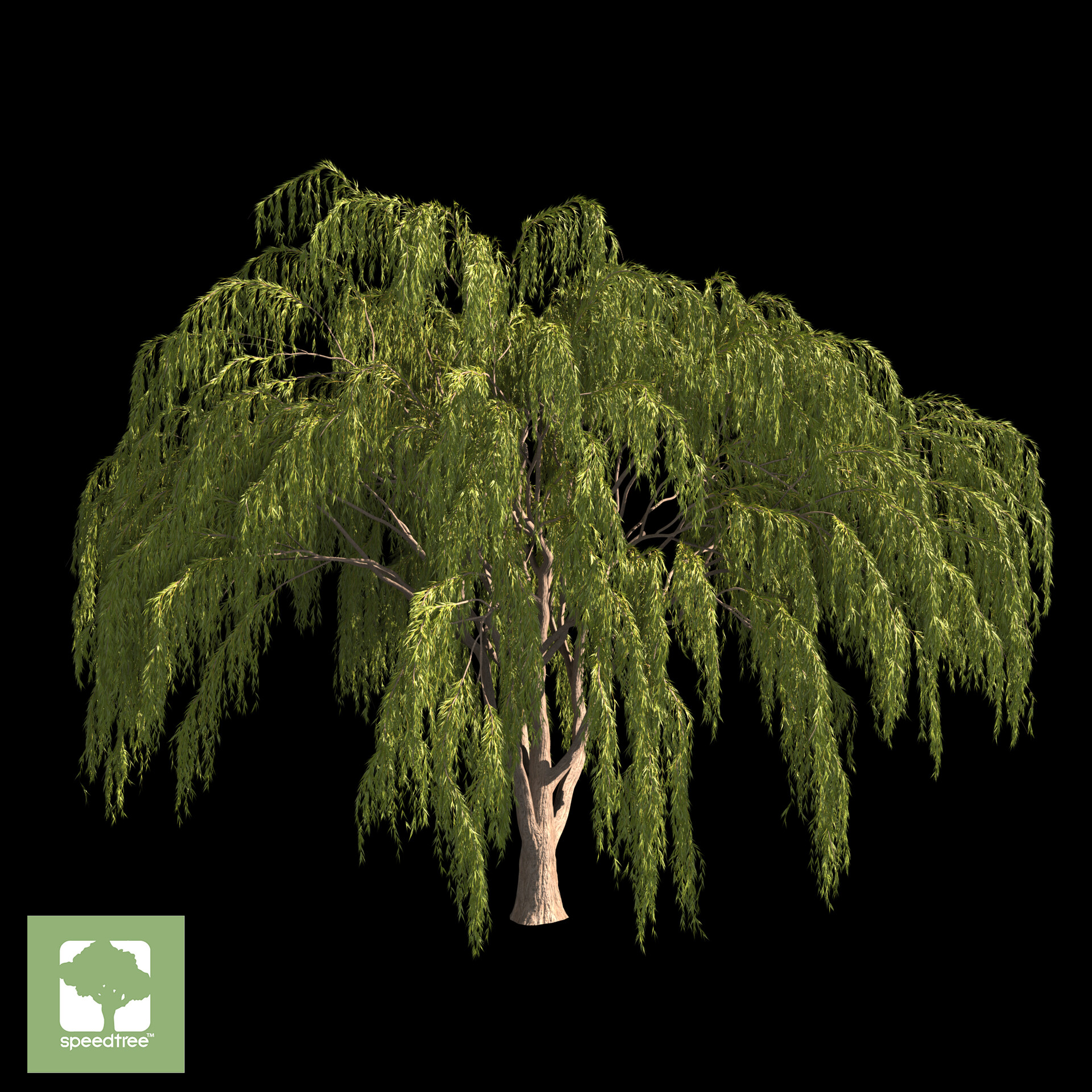ArtStation - Babylonica Tree(3D Model)