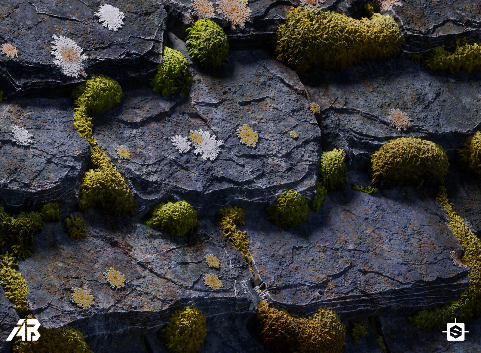 Close up, basic lichens &amp; moss.