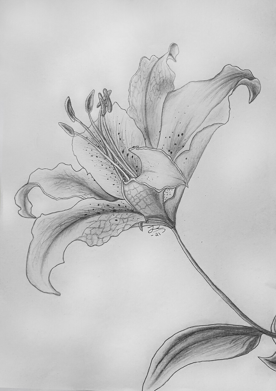 ArtStation - Traditional Lily