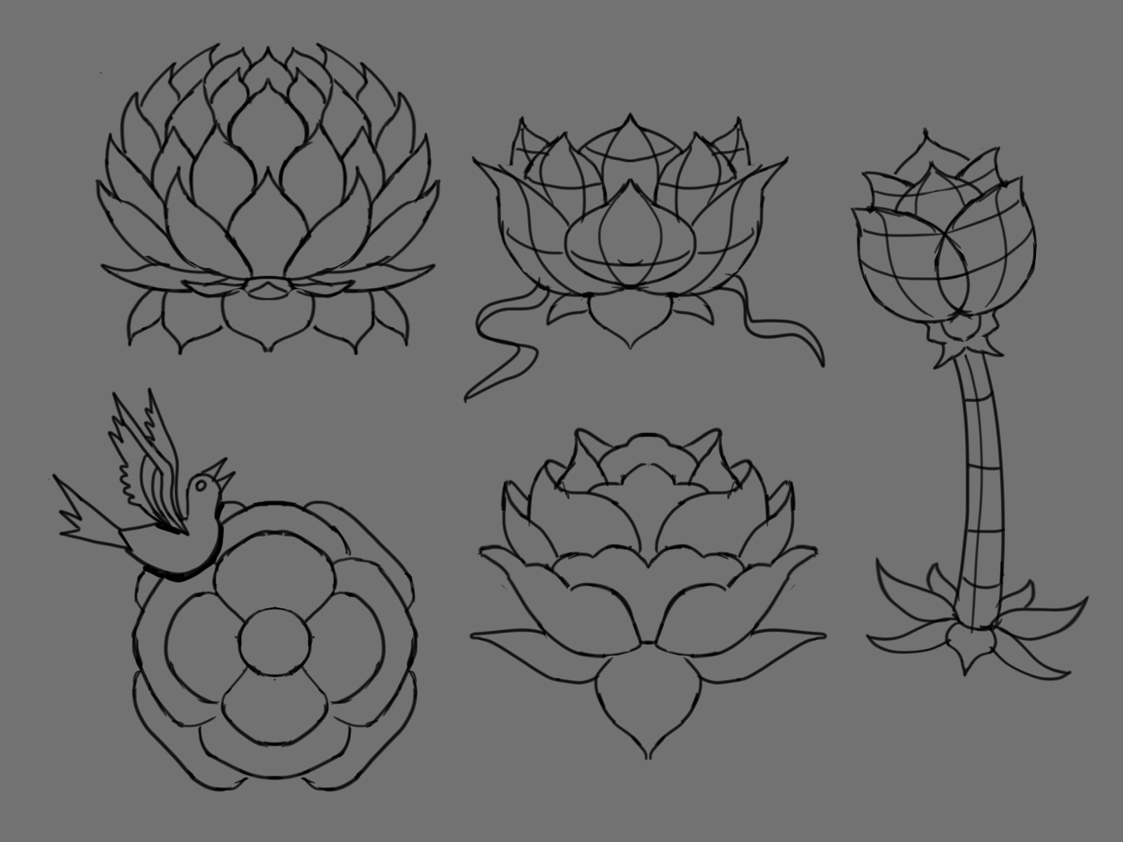 Flower Development Sketches