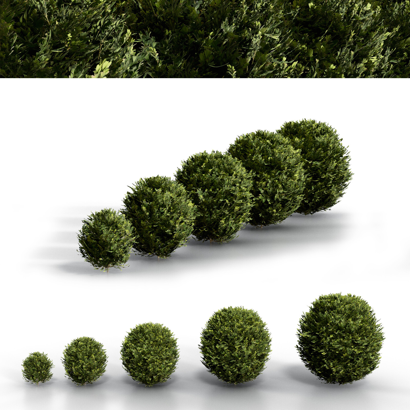 BoxWood Spherical Collection | PBR | MidPoly