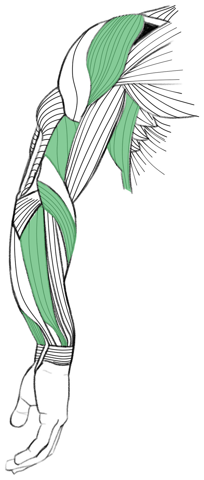Forced Pronation of Upper Limb
(When the Forearm or Palm Faces Away From The Torso)
Front-view
