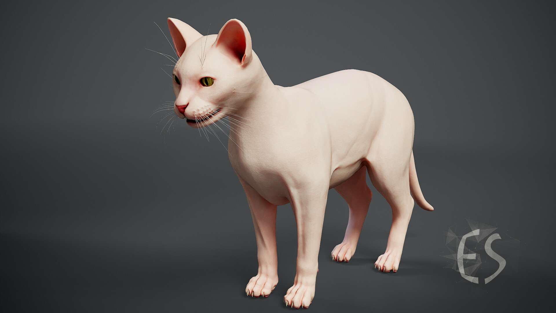 Cat Dissection Tail